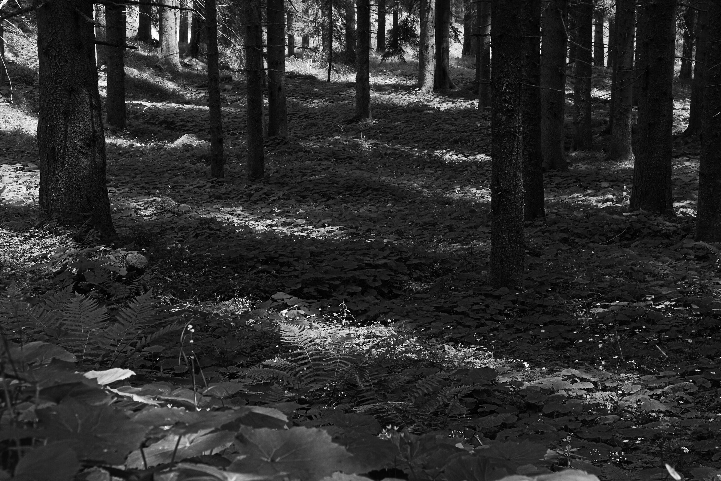 Chiaroscuri nel sottobosco