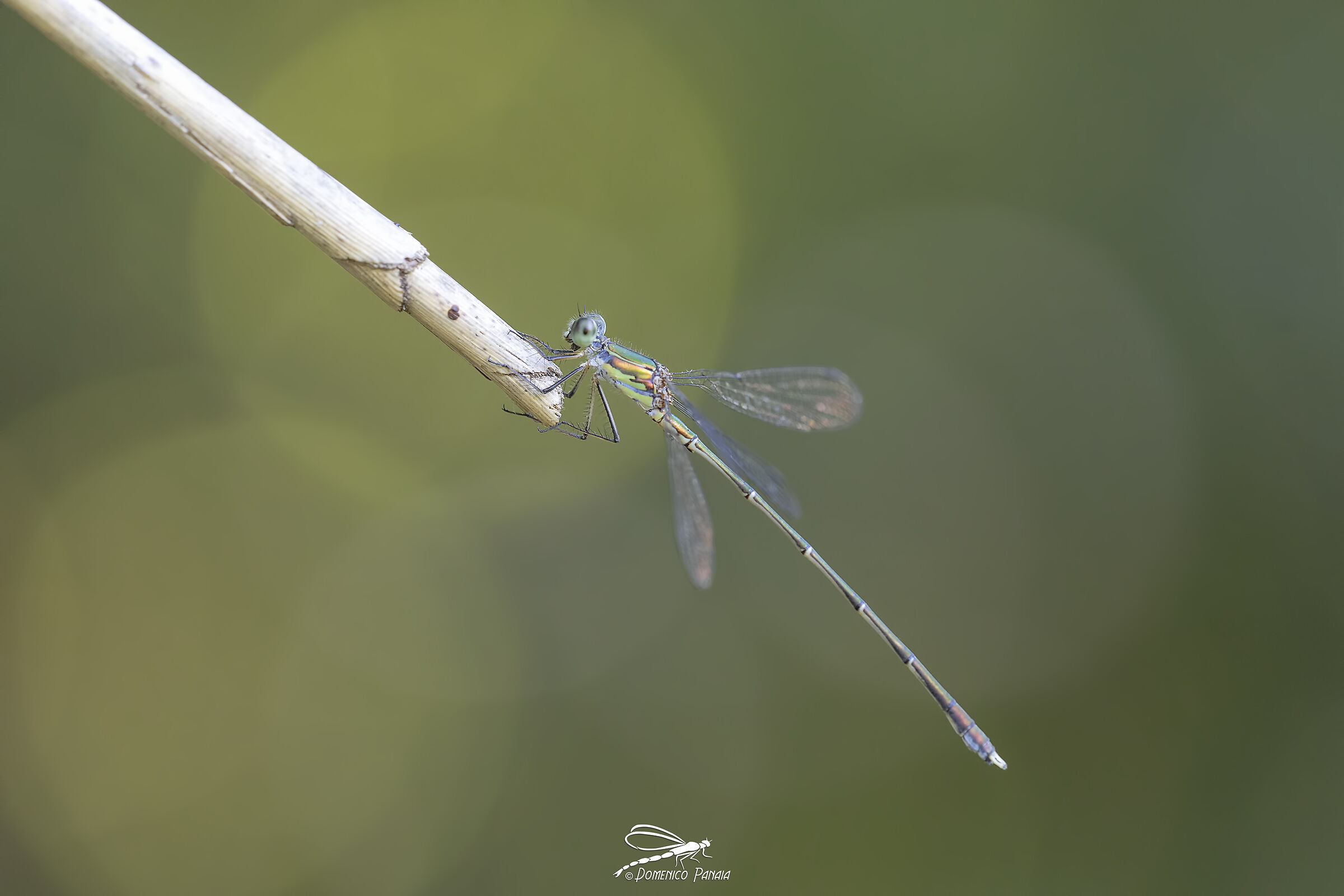 Chalcolestes parvidens