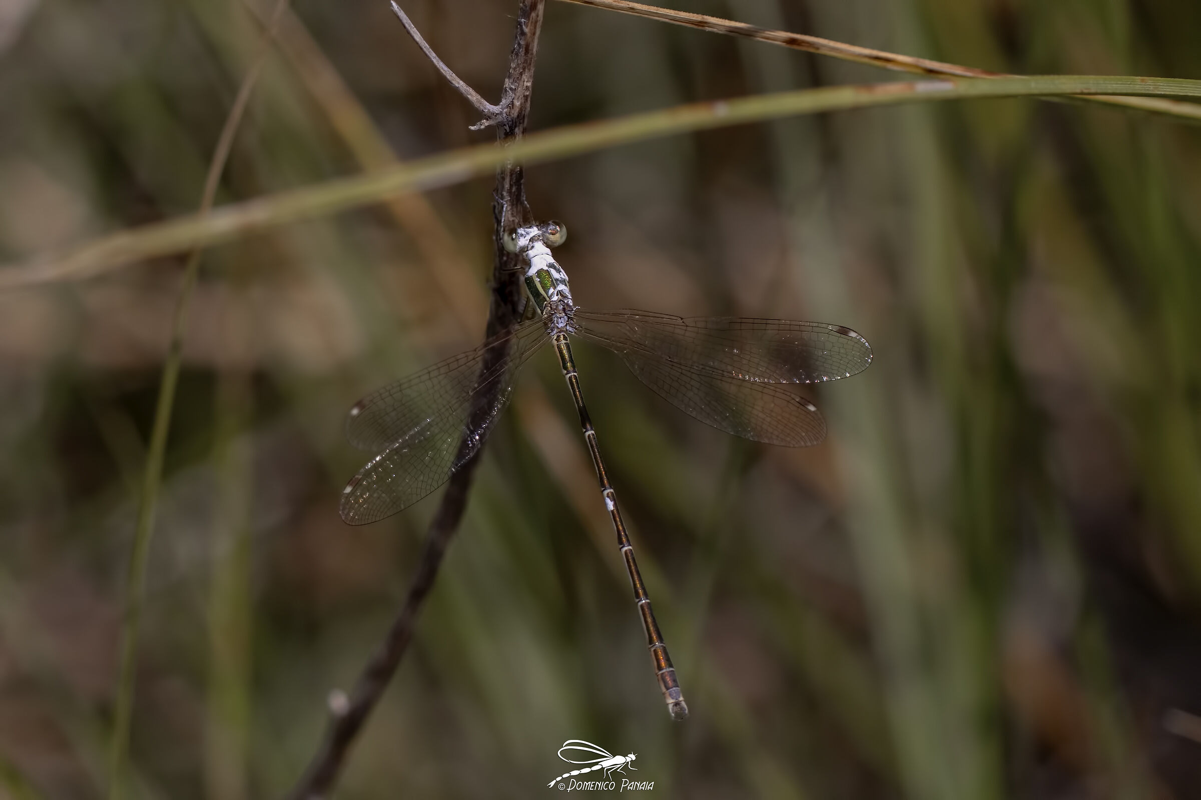 Lestes barbarus