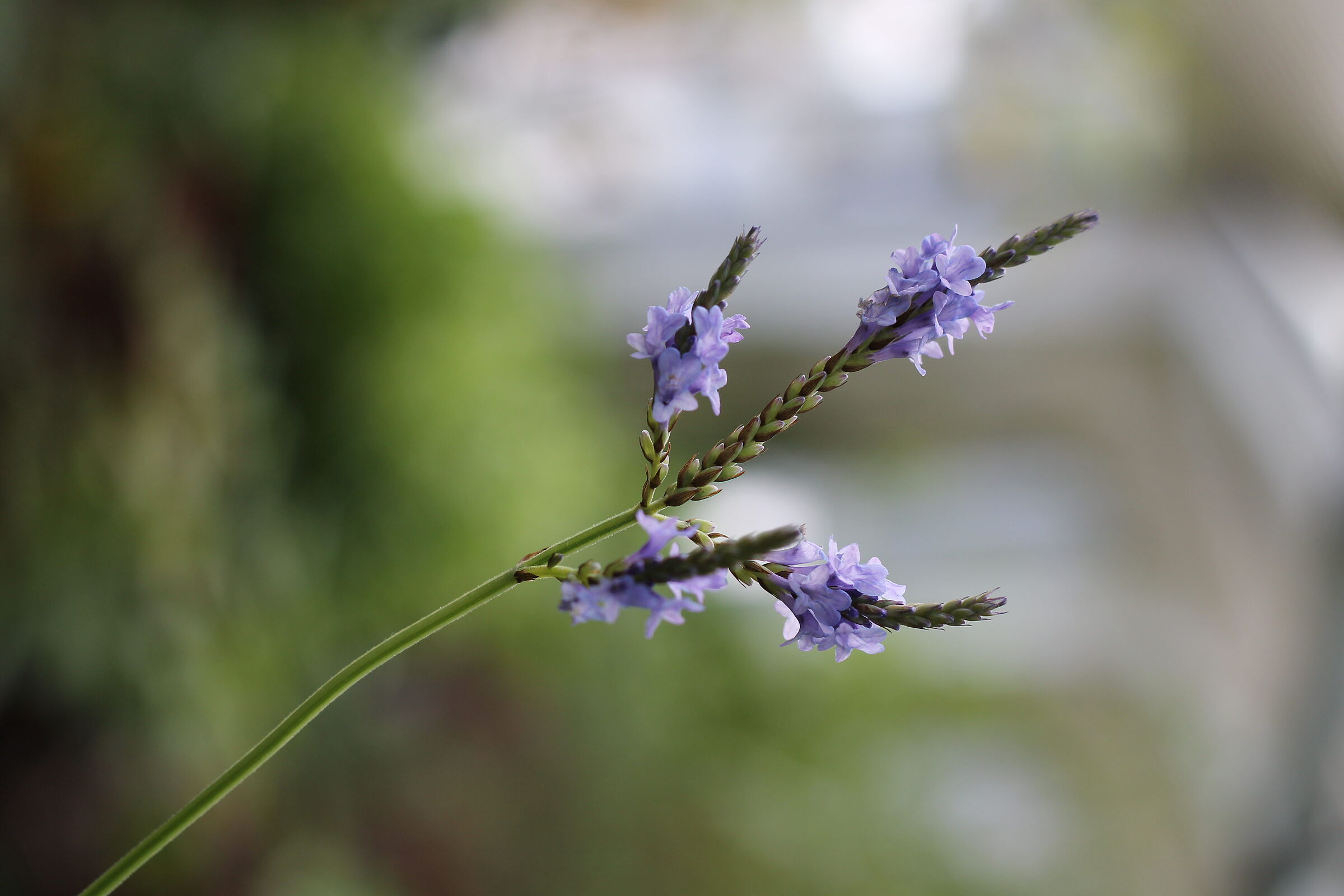 Copenhagen Central garden