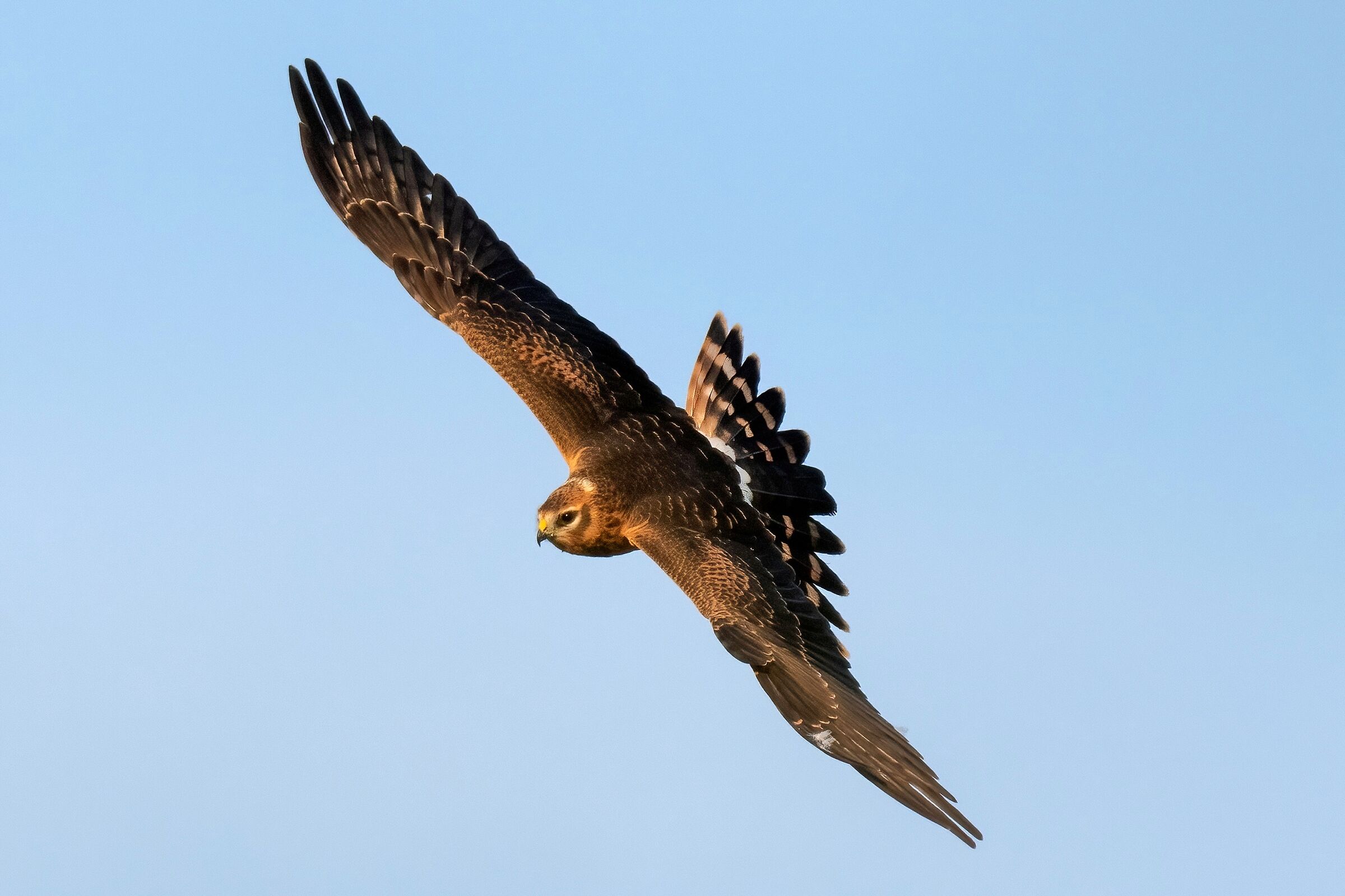 Pale Harrier (Circus macrourus) Juv.