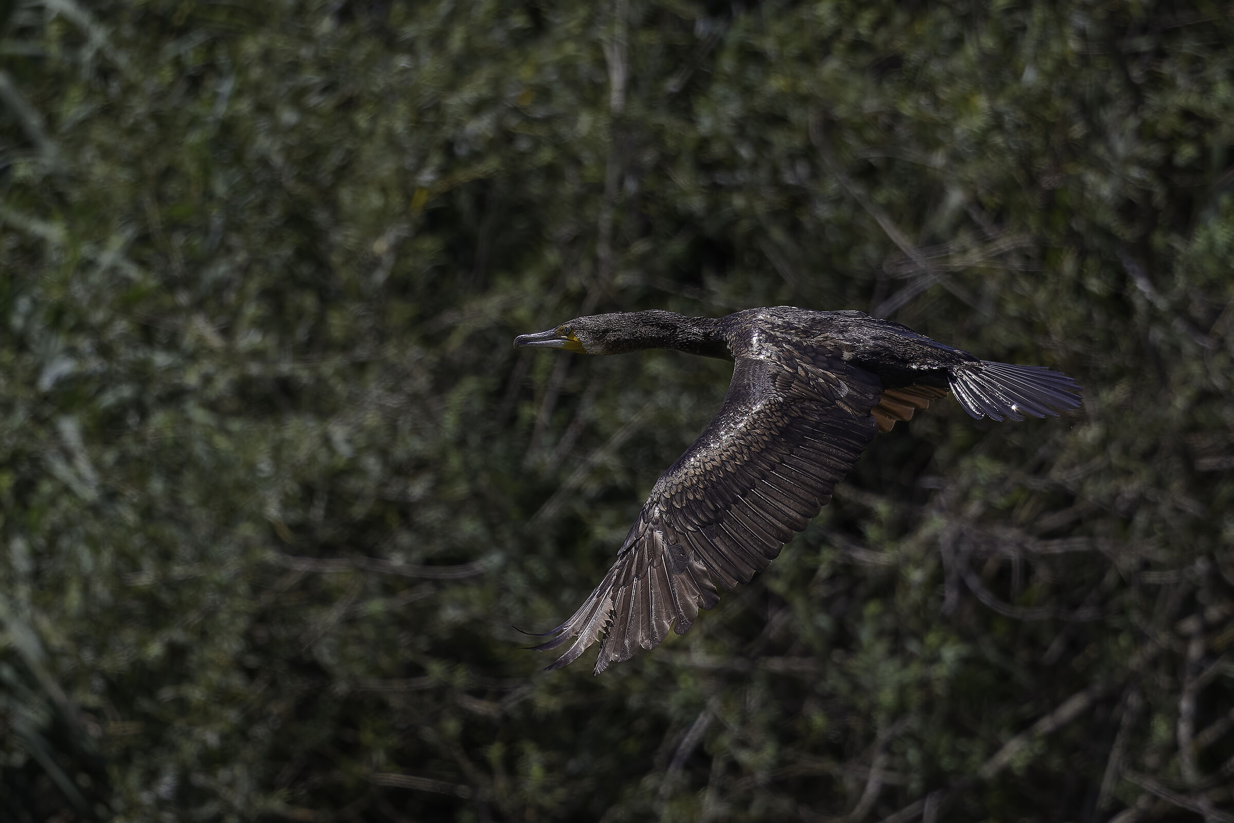 Cormorant in flight