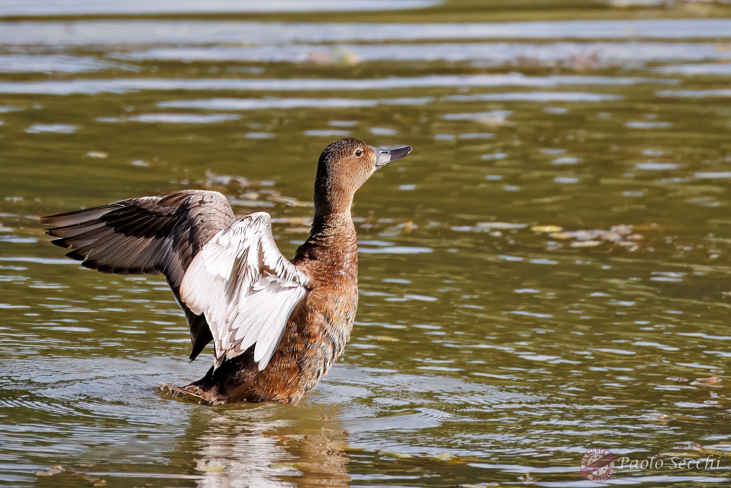 Mallard, regal bearing