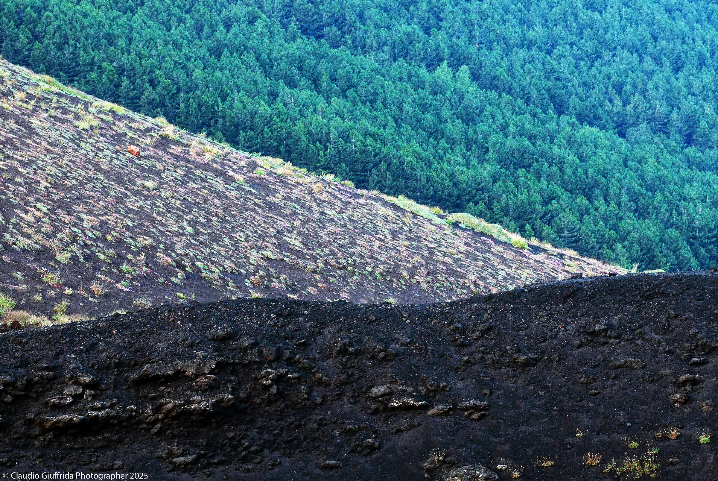 Vegetation successions