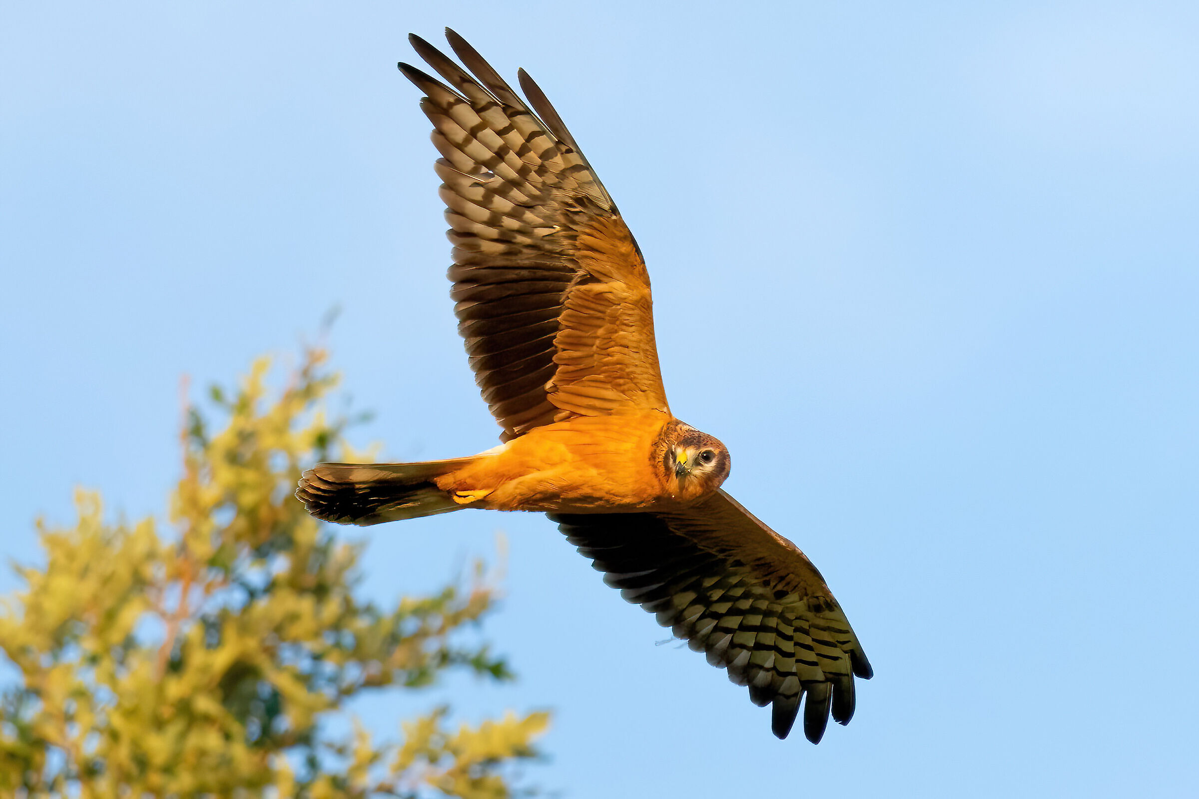 Pale Harrier (Circus macrourus) Juv.