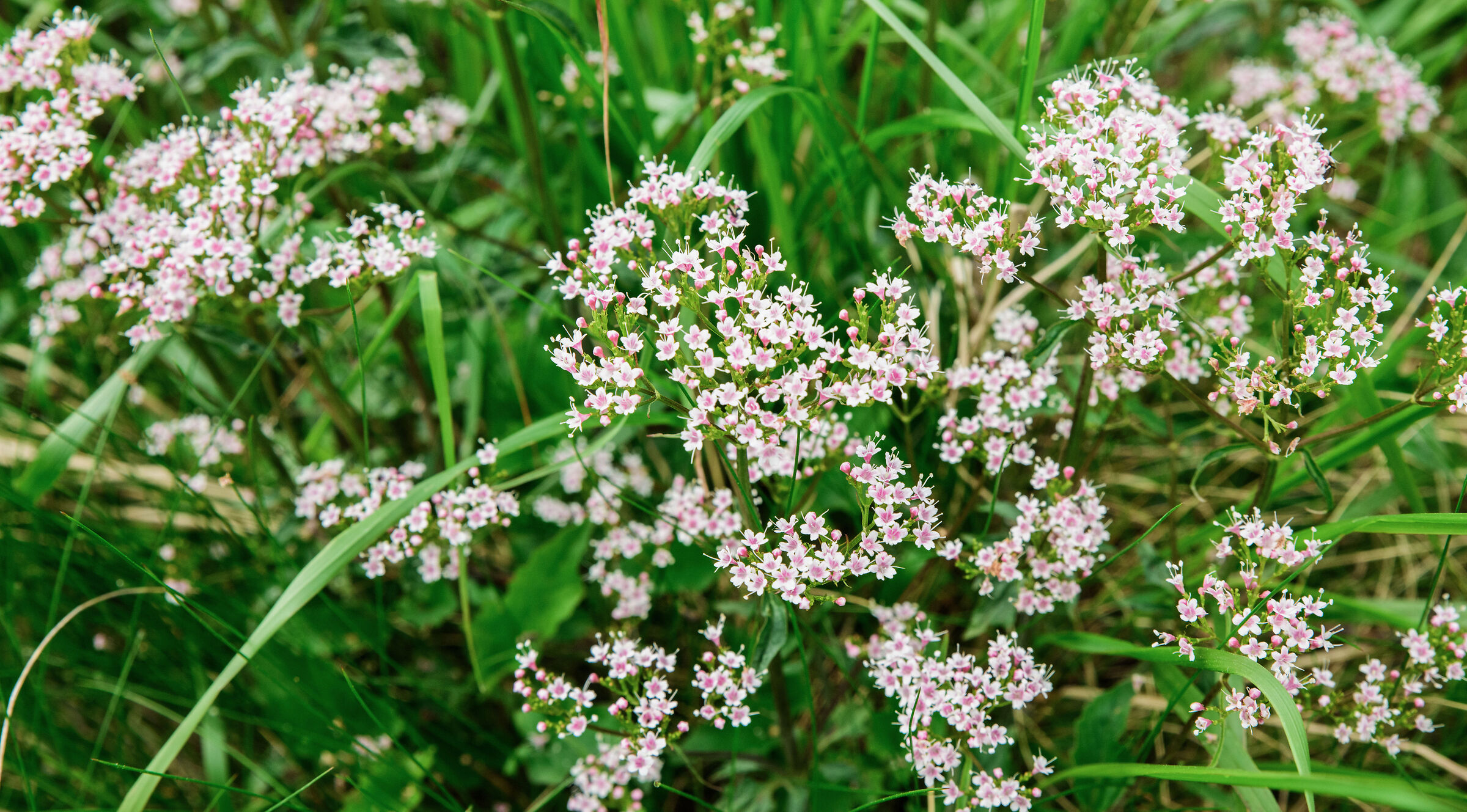 Montana valerian