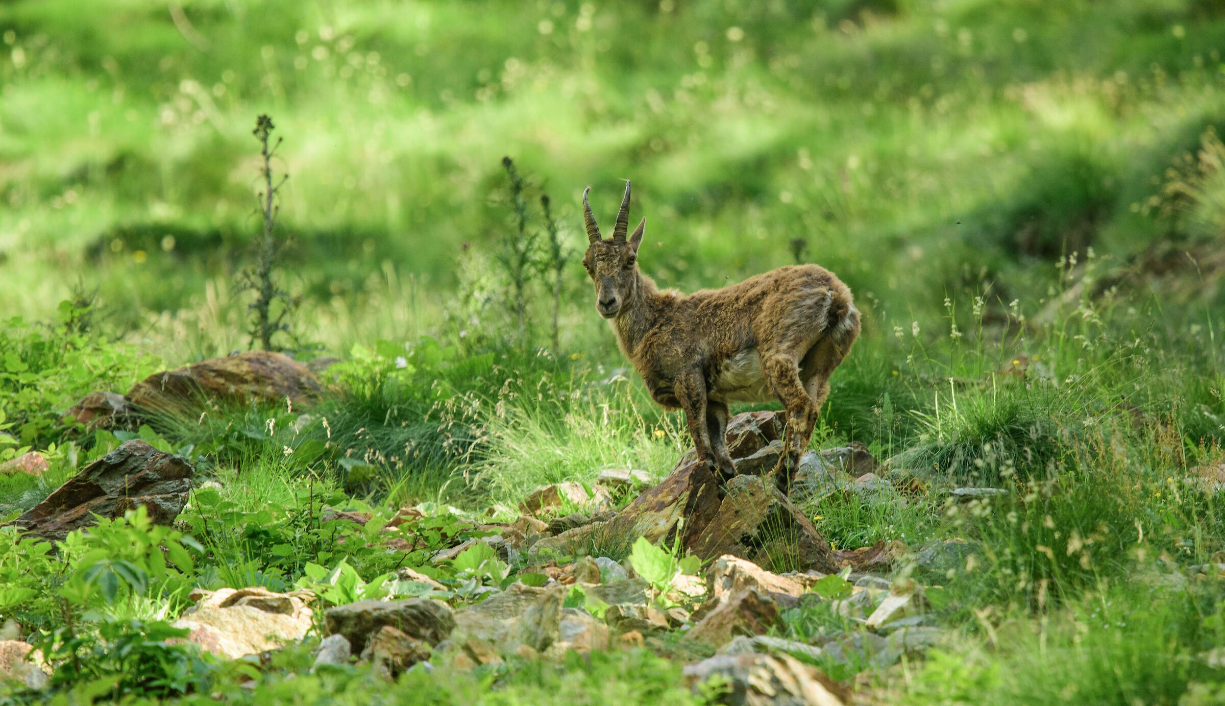 ibex