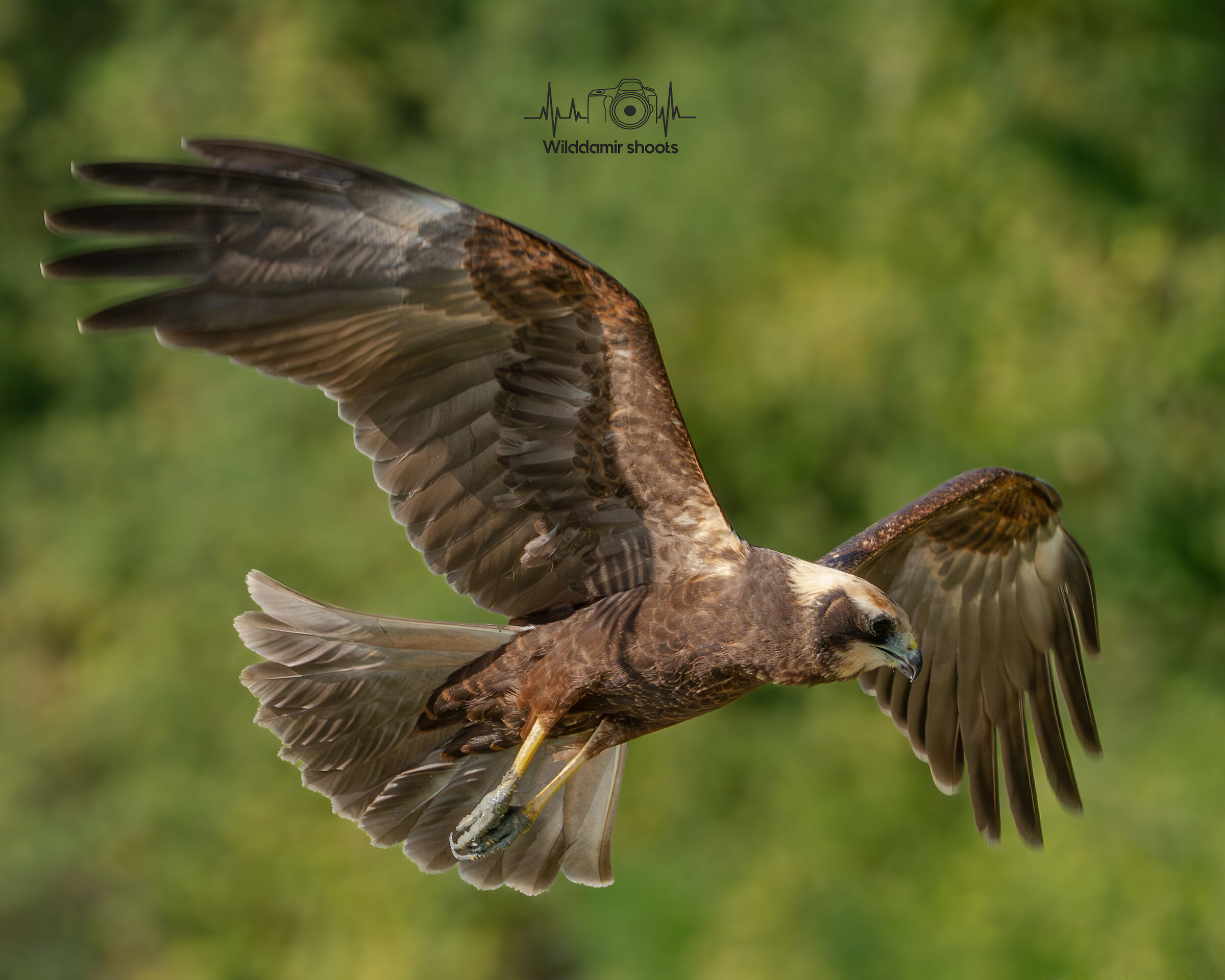 Marsh Harrier