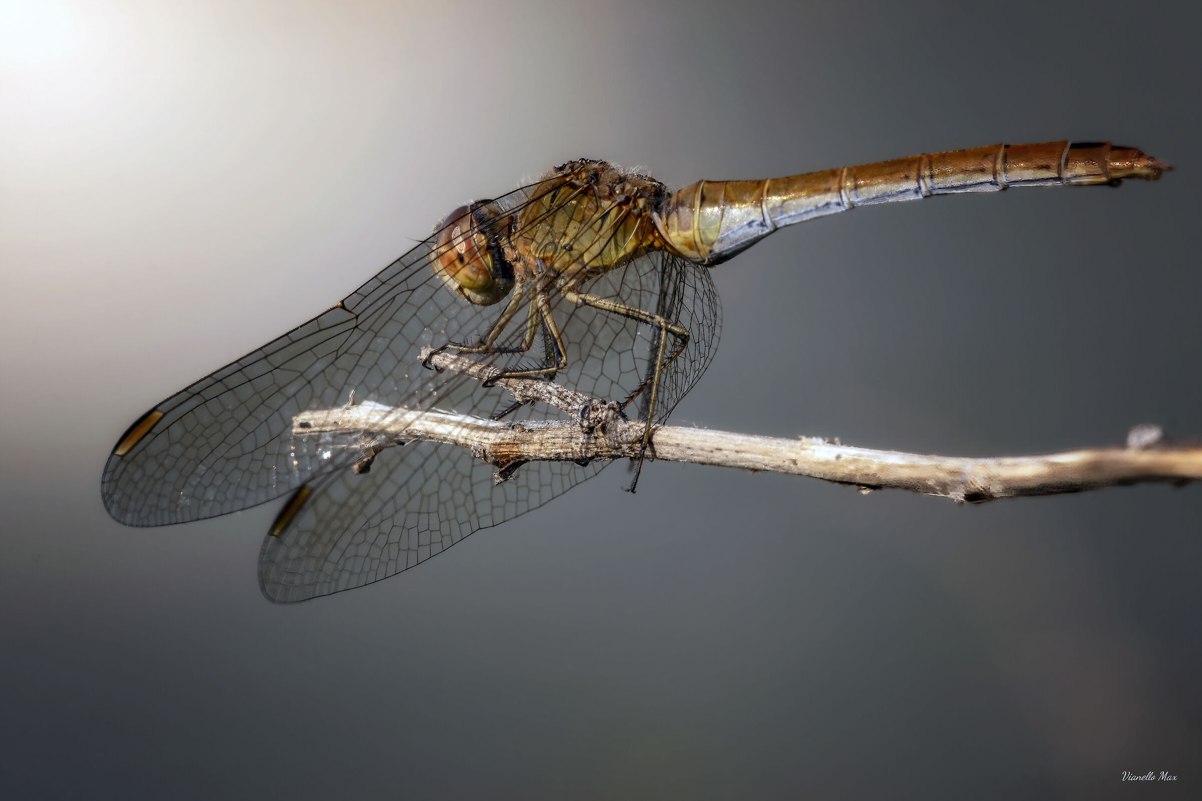 cardinale meridionale