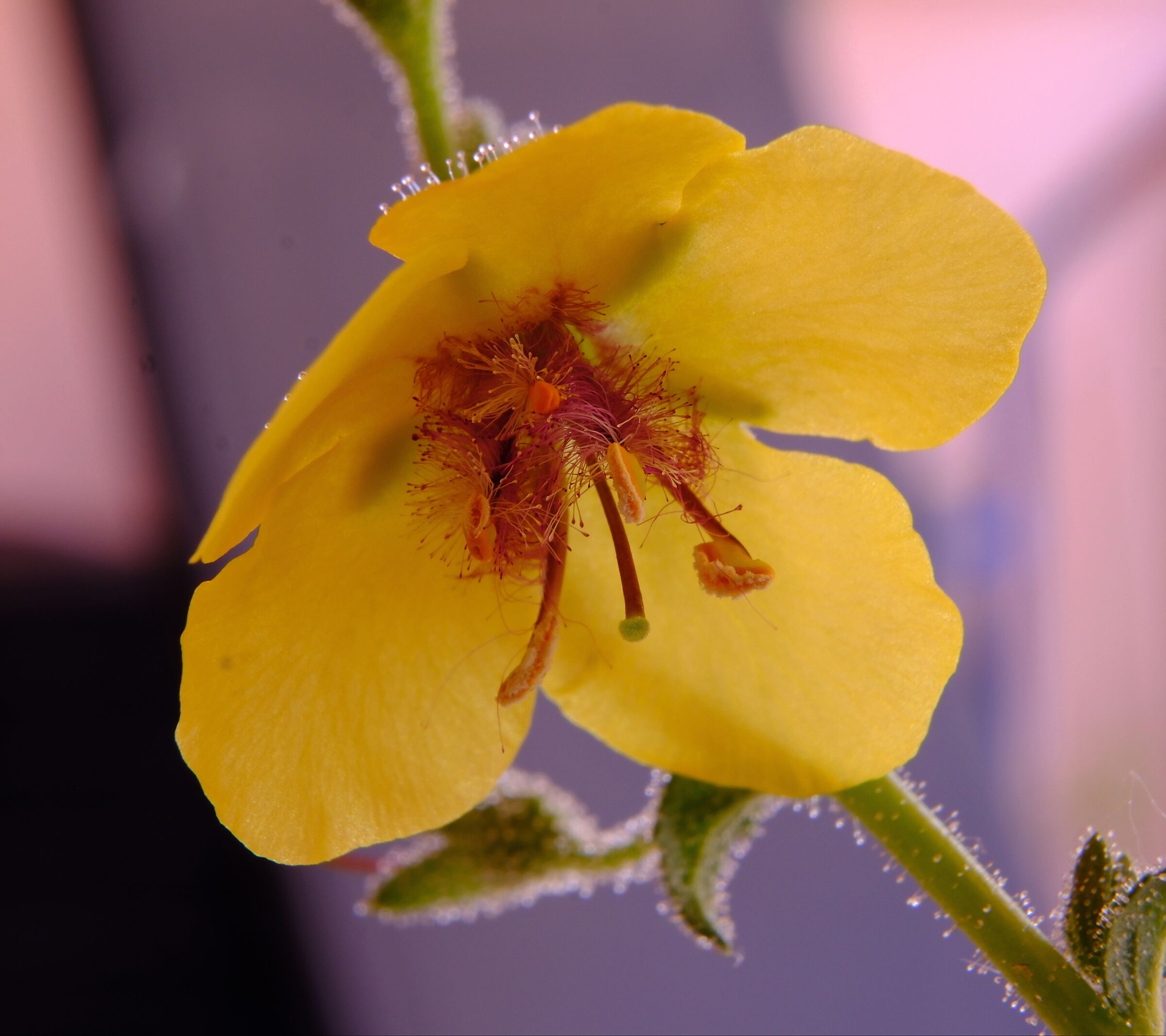 Fiore selvatico