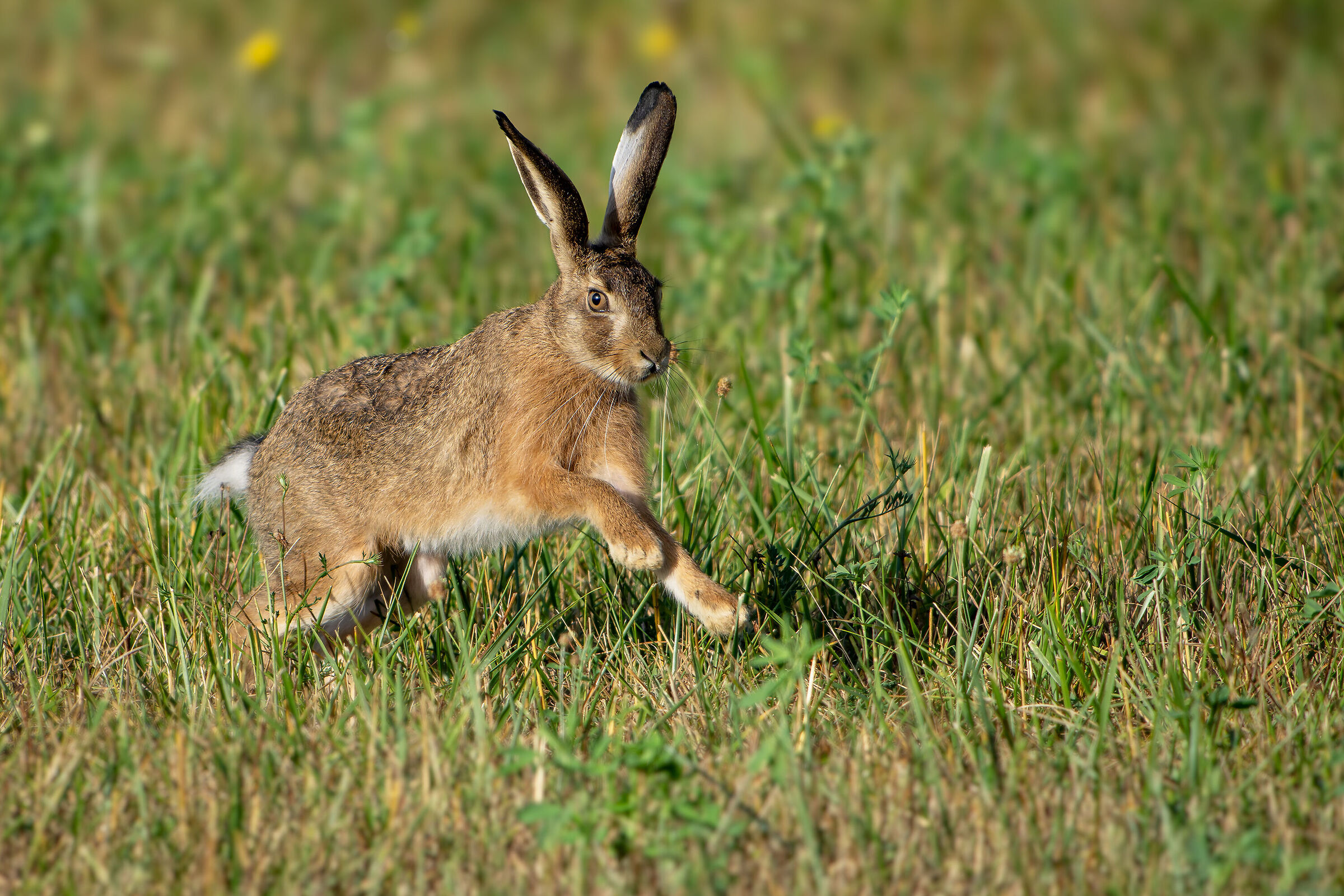 The race of the hare