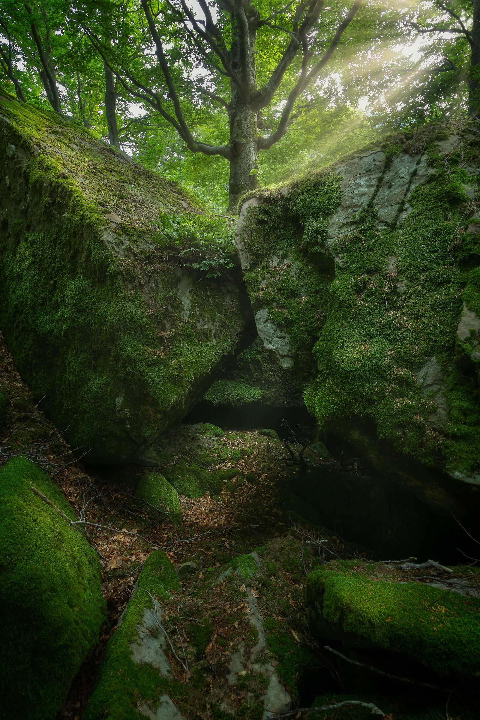 Mirkwood