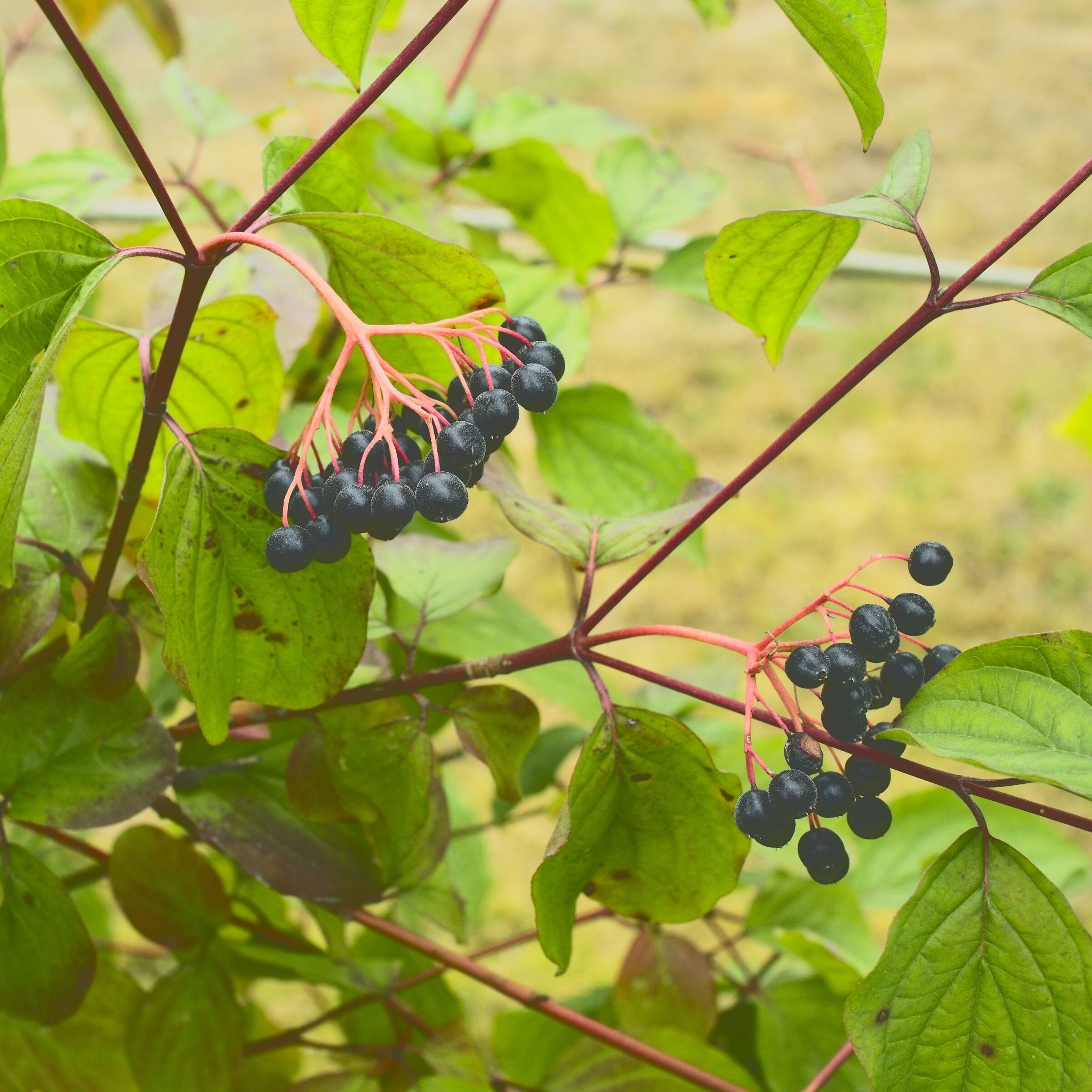 Dogwood berries