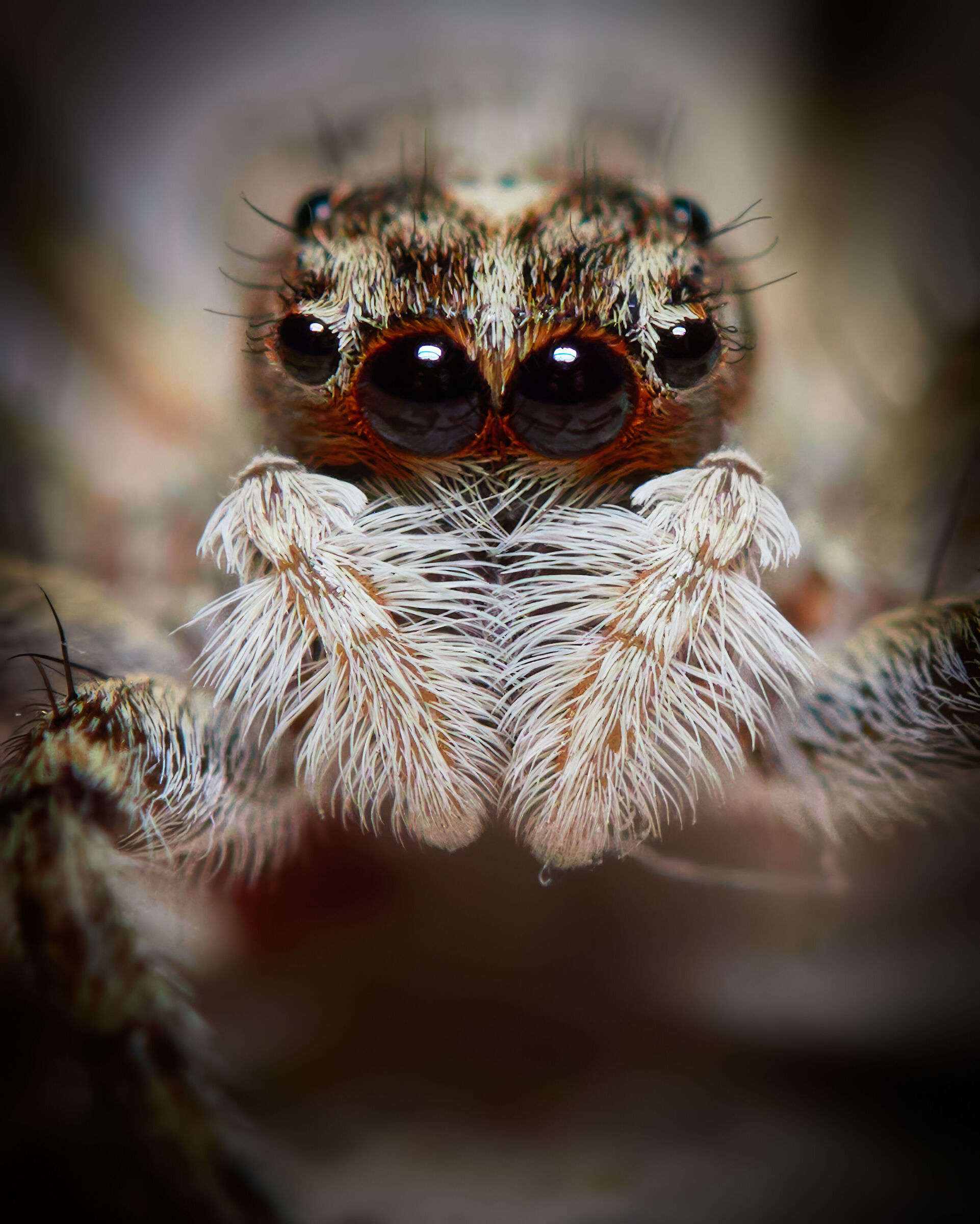 Jumping spider