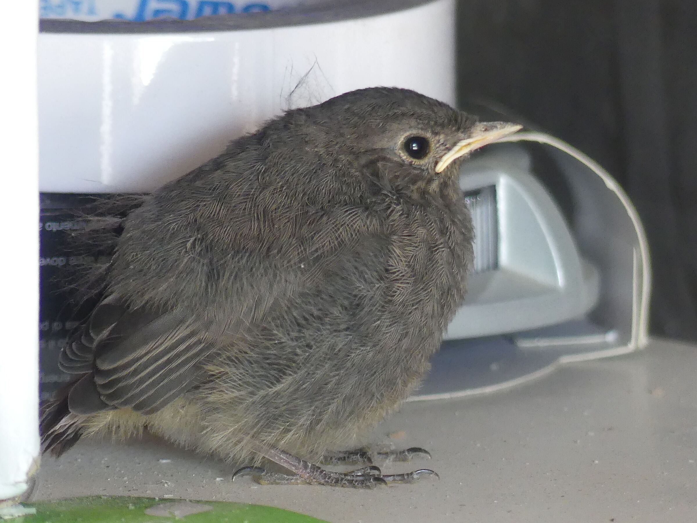 nato in un portalampada in garage