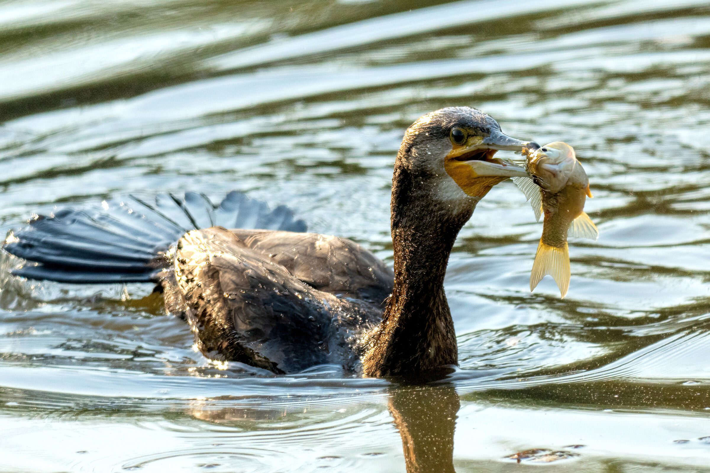 The Cormorant Breakfast