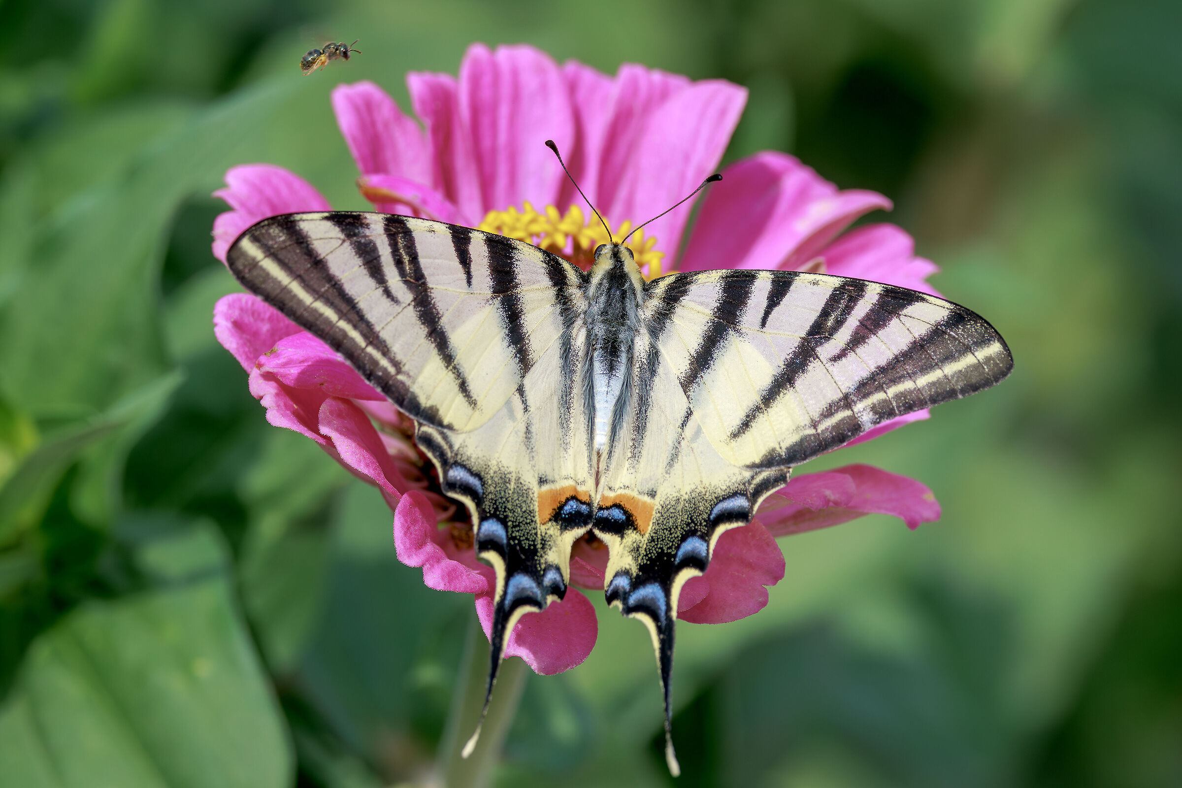Scarce swallowtail