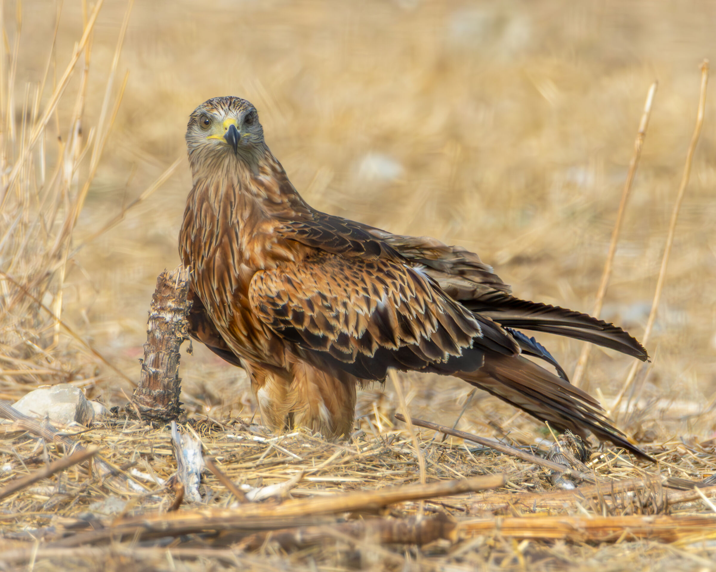 Red kite