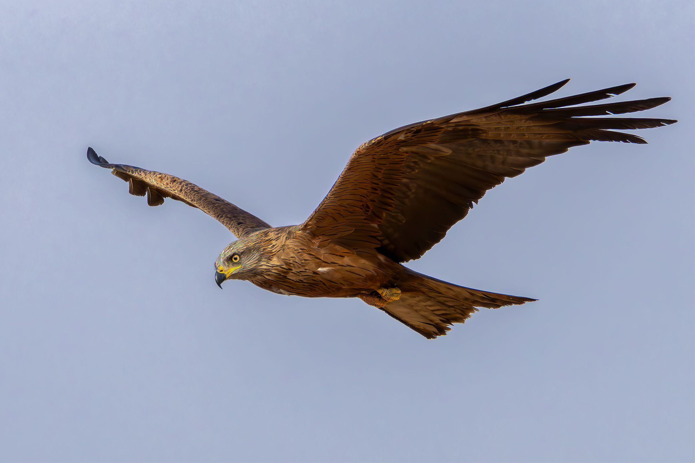 Black kite