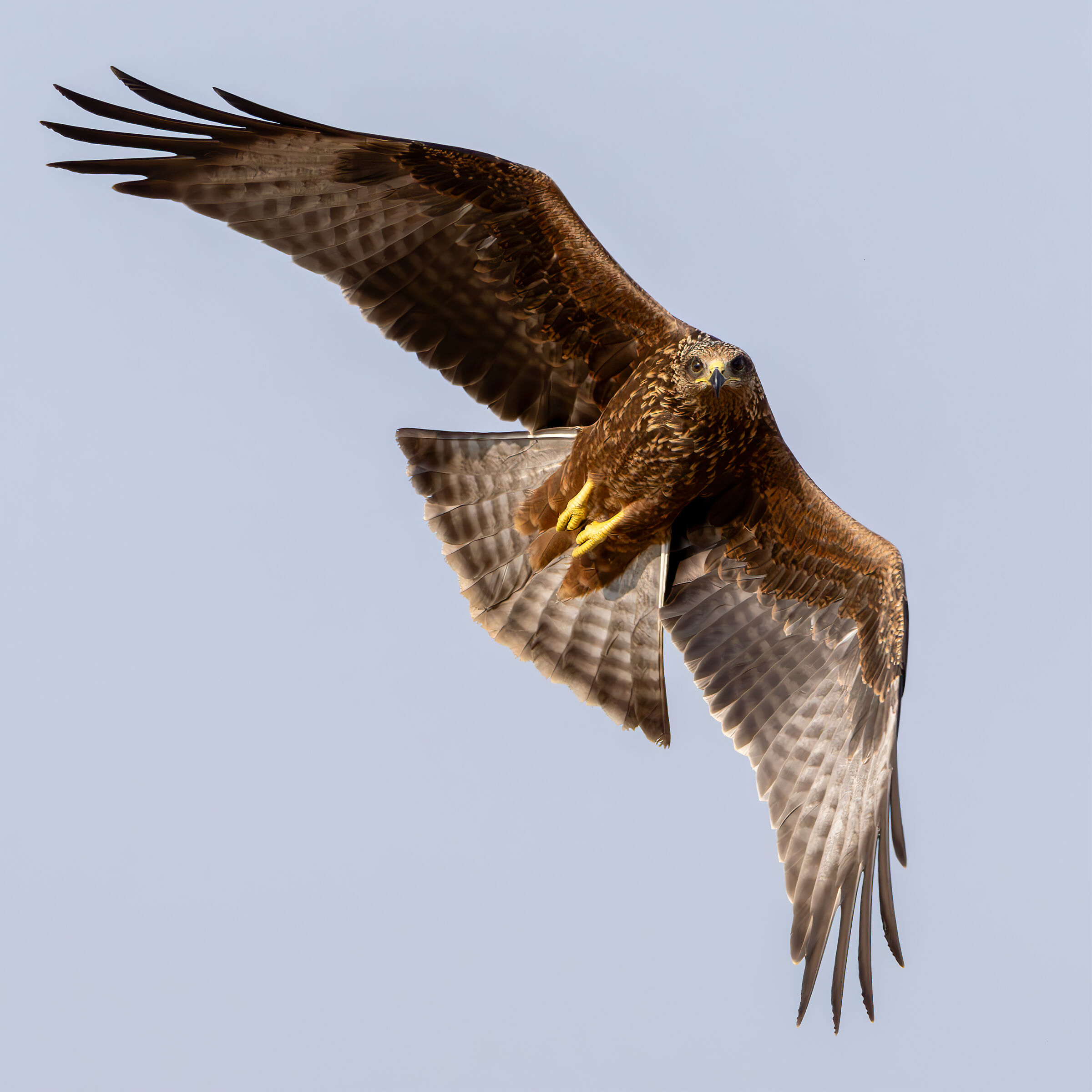 Black kite