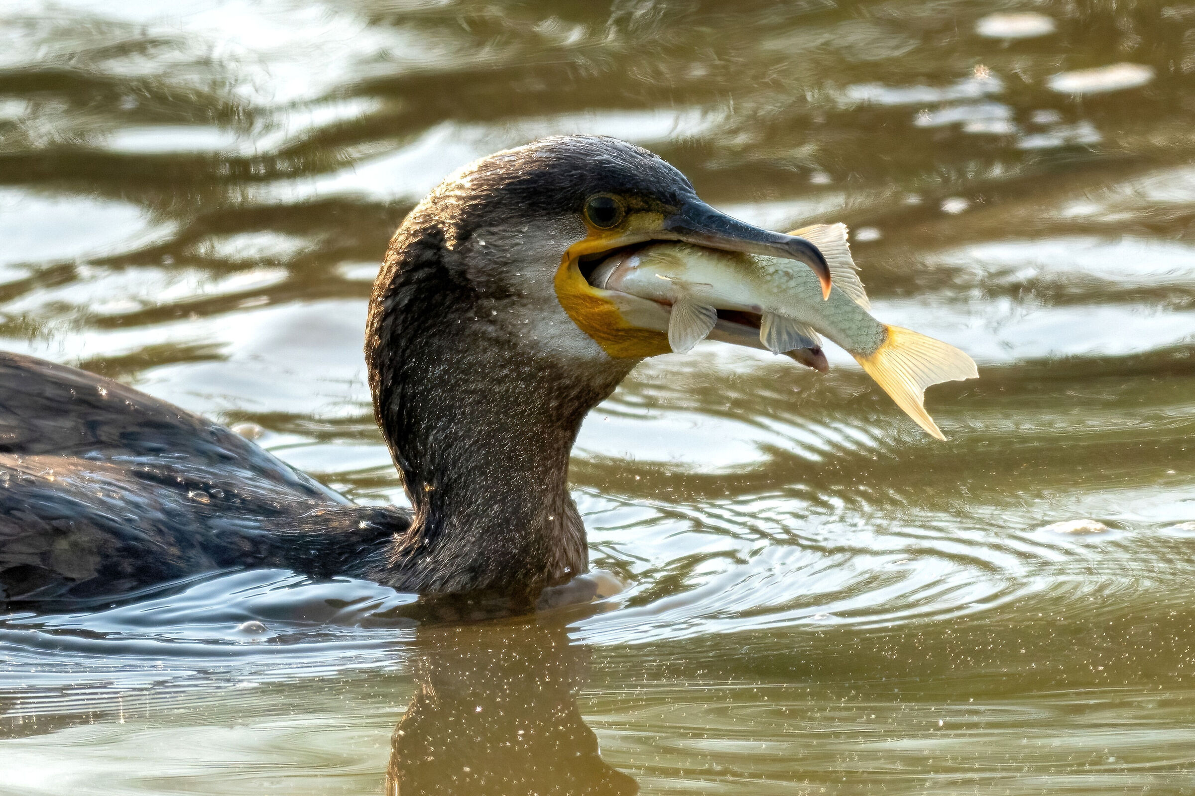 Cormorant (Phalacrocorax carbo)