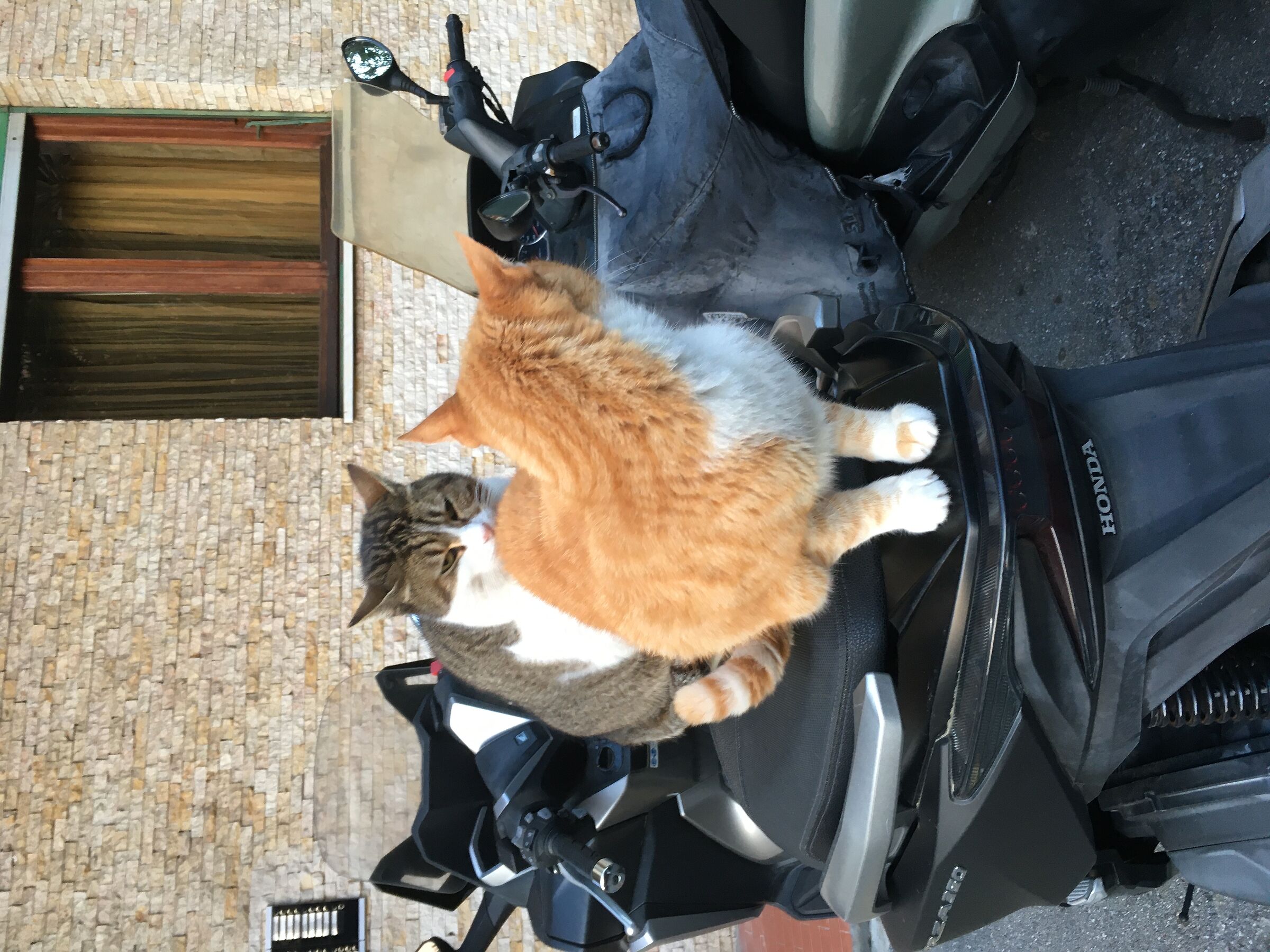 Let's go. Have you put on a helmet?