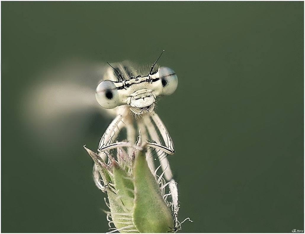 A volte ci sorridono