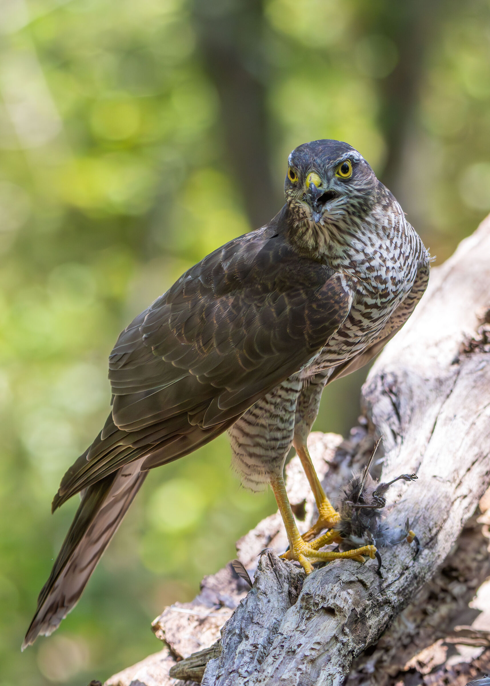Sparrowhawk with prey