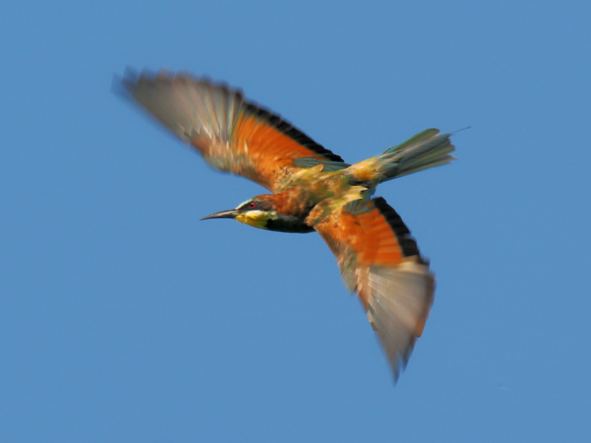 Multicolored Wingbeat