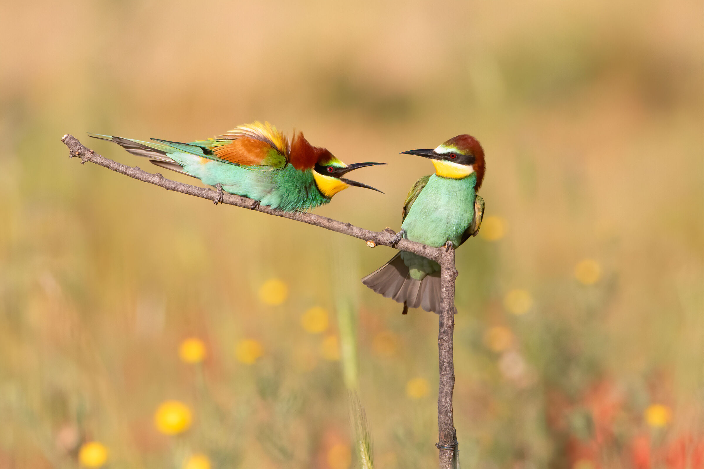 Bee-eaters