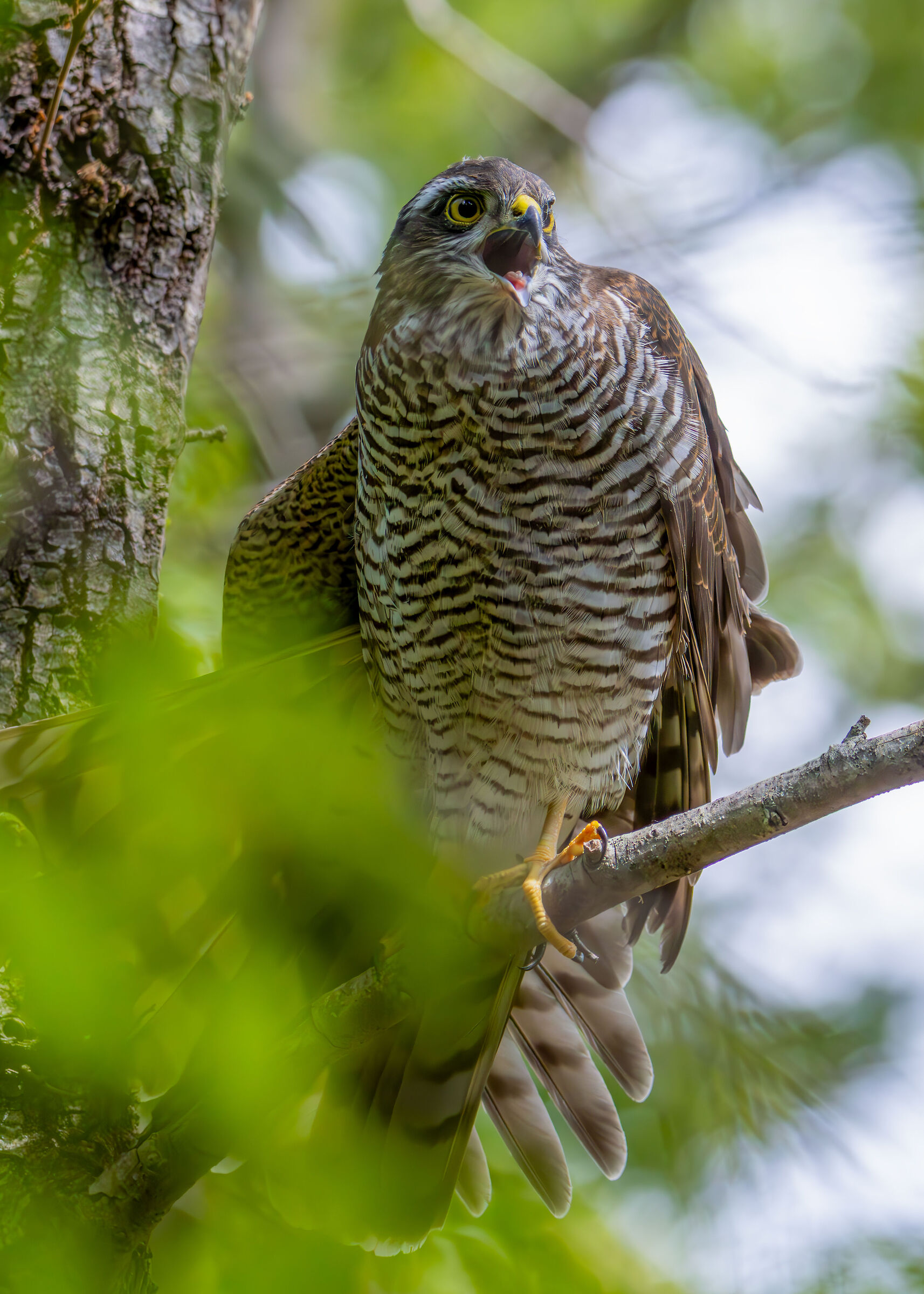 Young Sparrowhawk