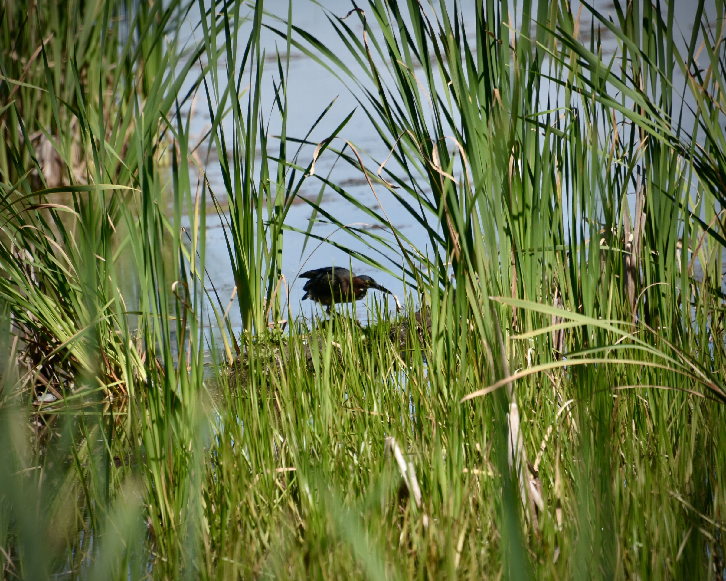 Un uccello con un pesce in bocca.