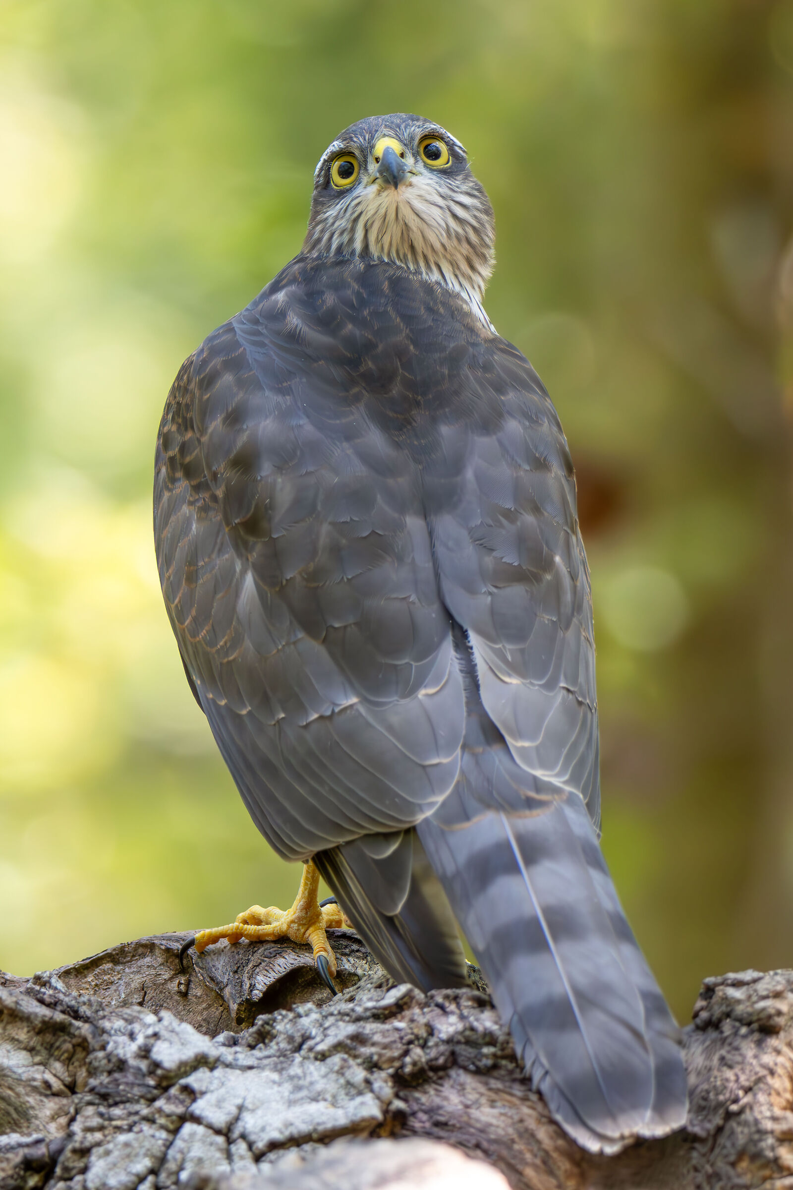 Young Sparrowhawk