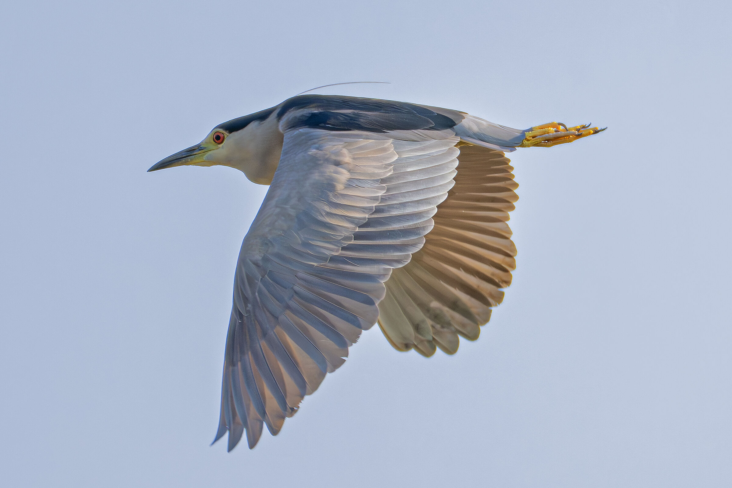 Adult Night Heron