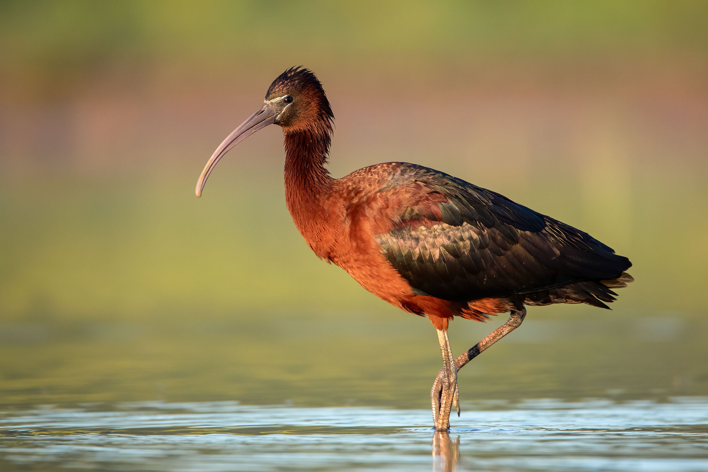 Glossy ibis