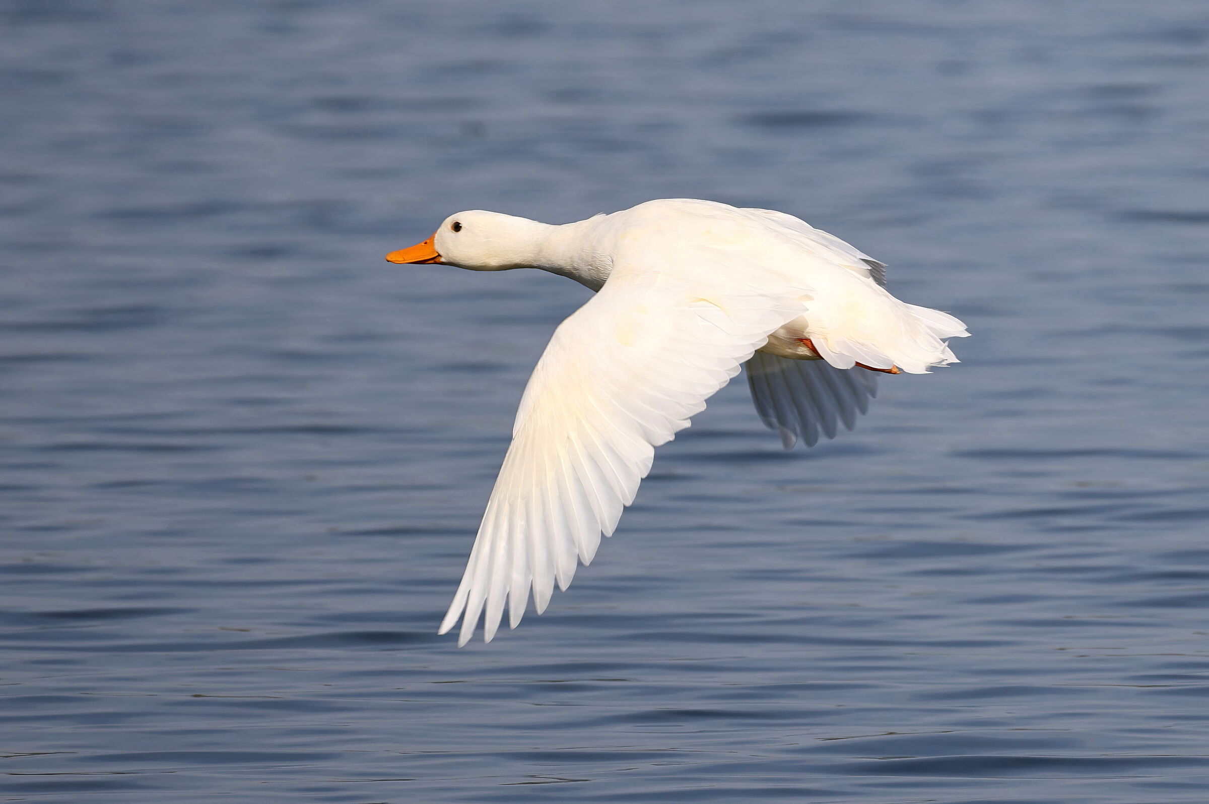 Oca selvatica? Germano reale bianco?