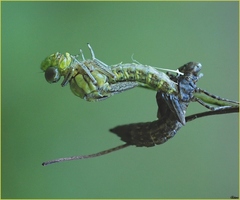 Metamorfosi della libellula