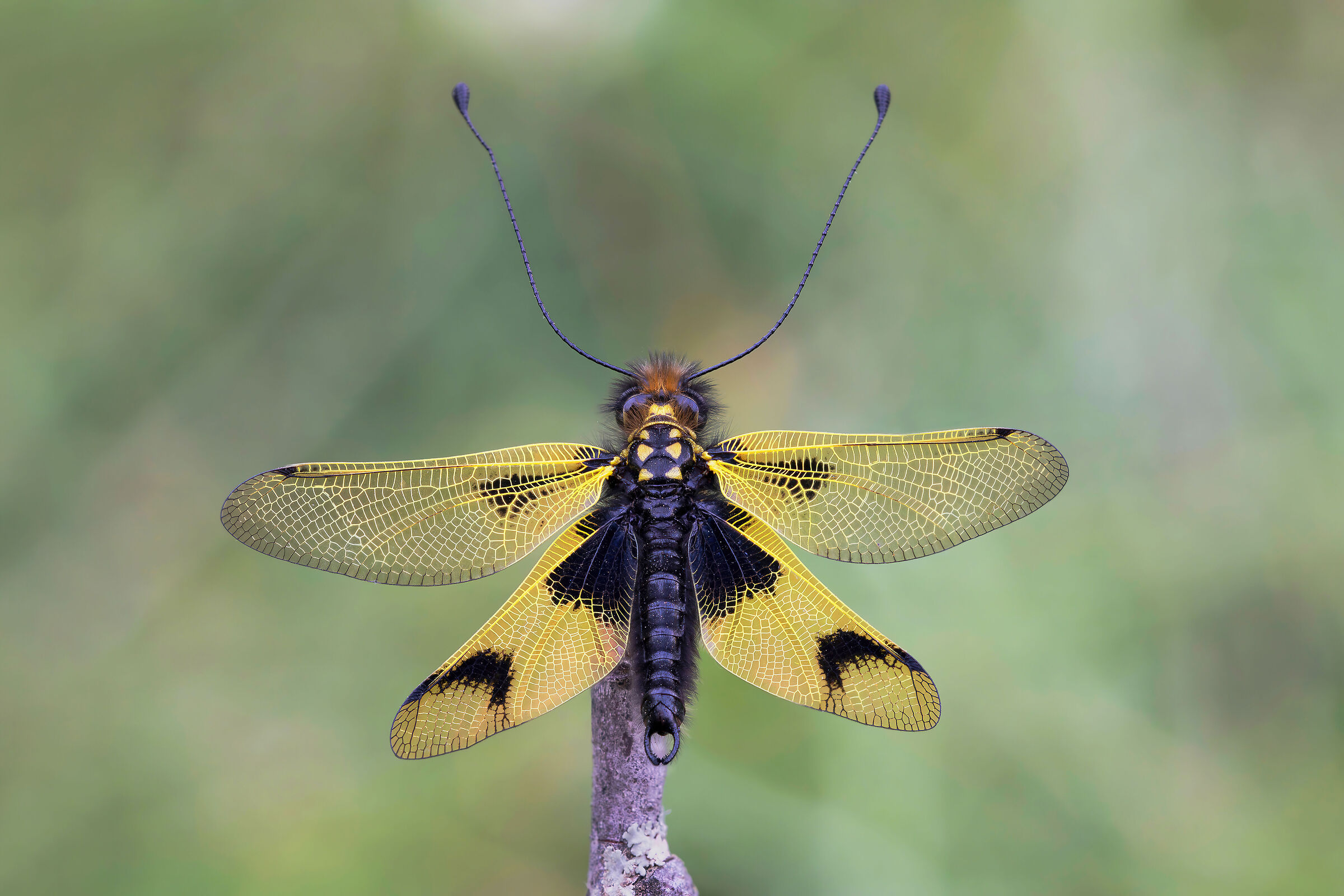 Libelloides longicornis