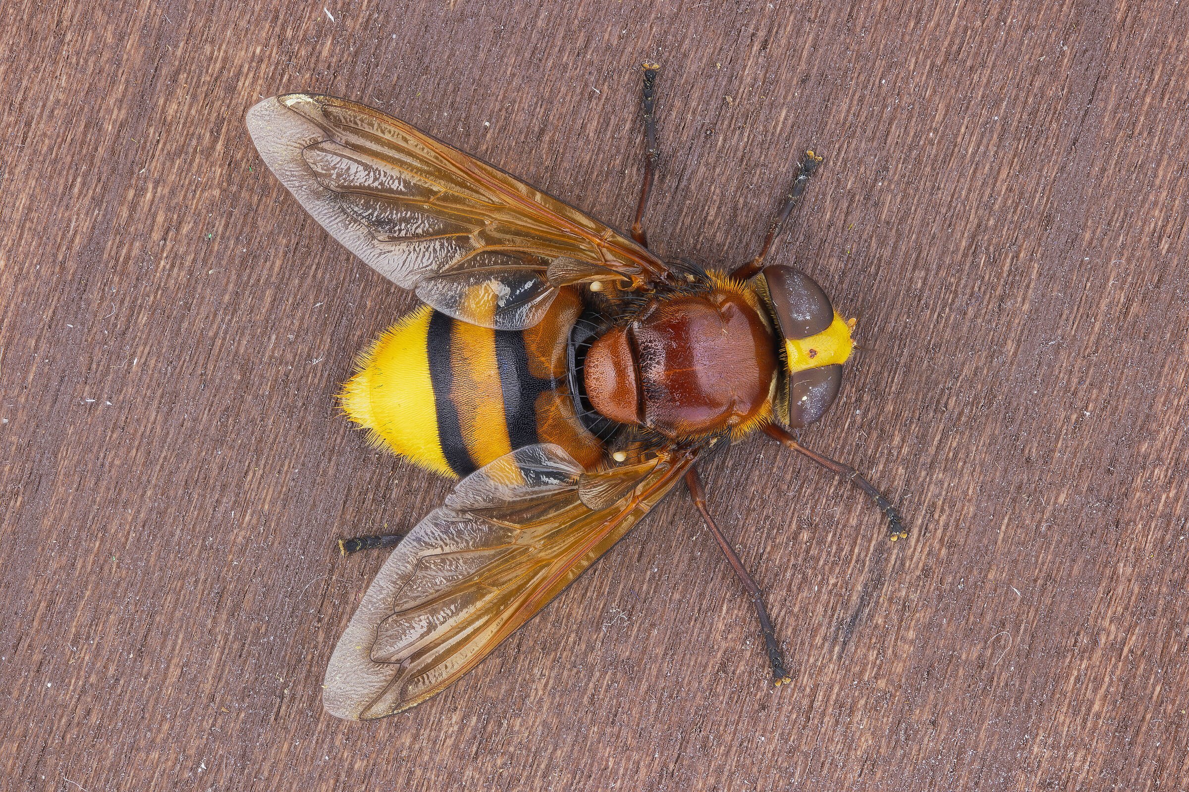 Volucella zonaria