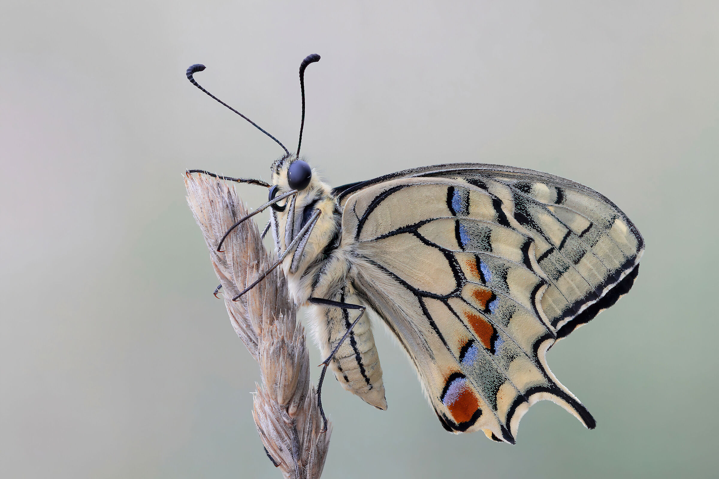 Papilio machaon