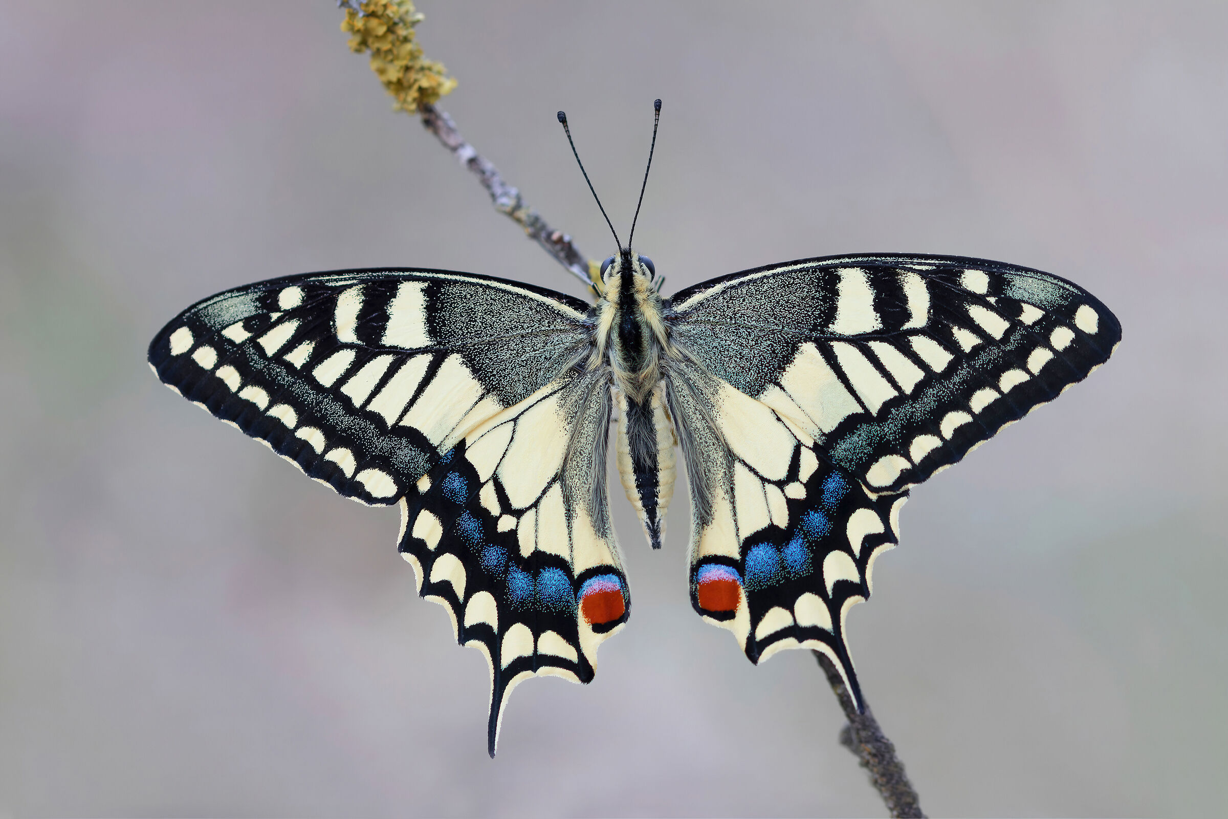 Papilio machaon
