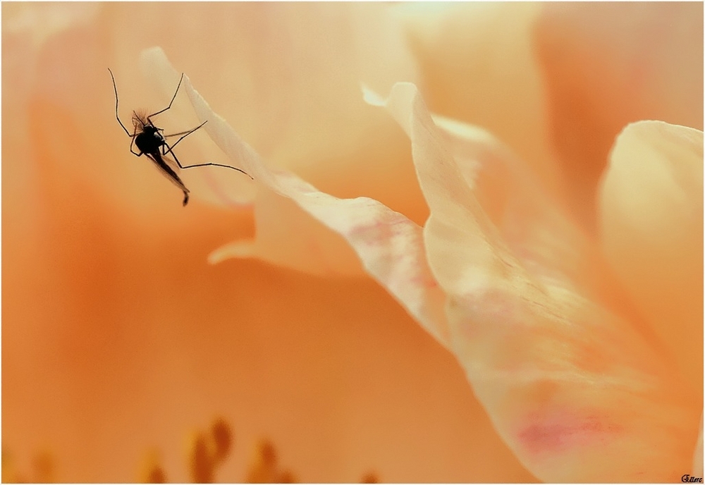 Moscerino coronato all'interno del fiore