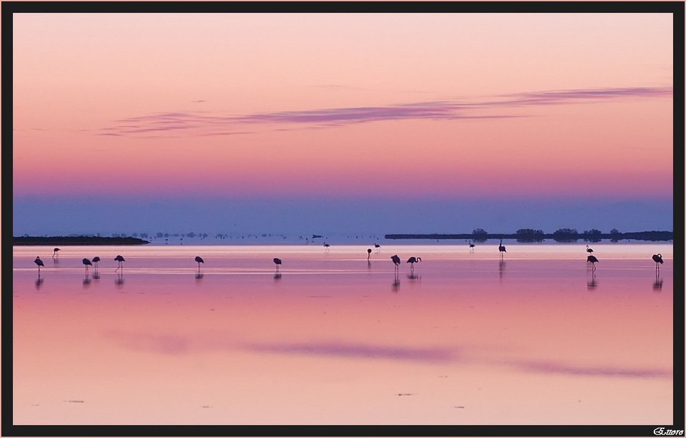 Ros'alba in Camargue