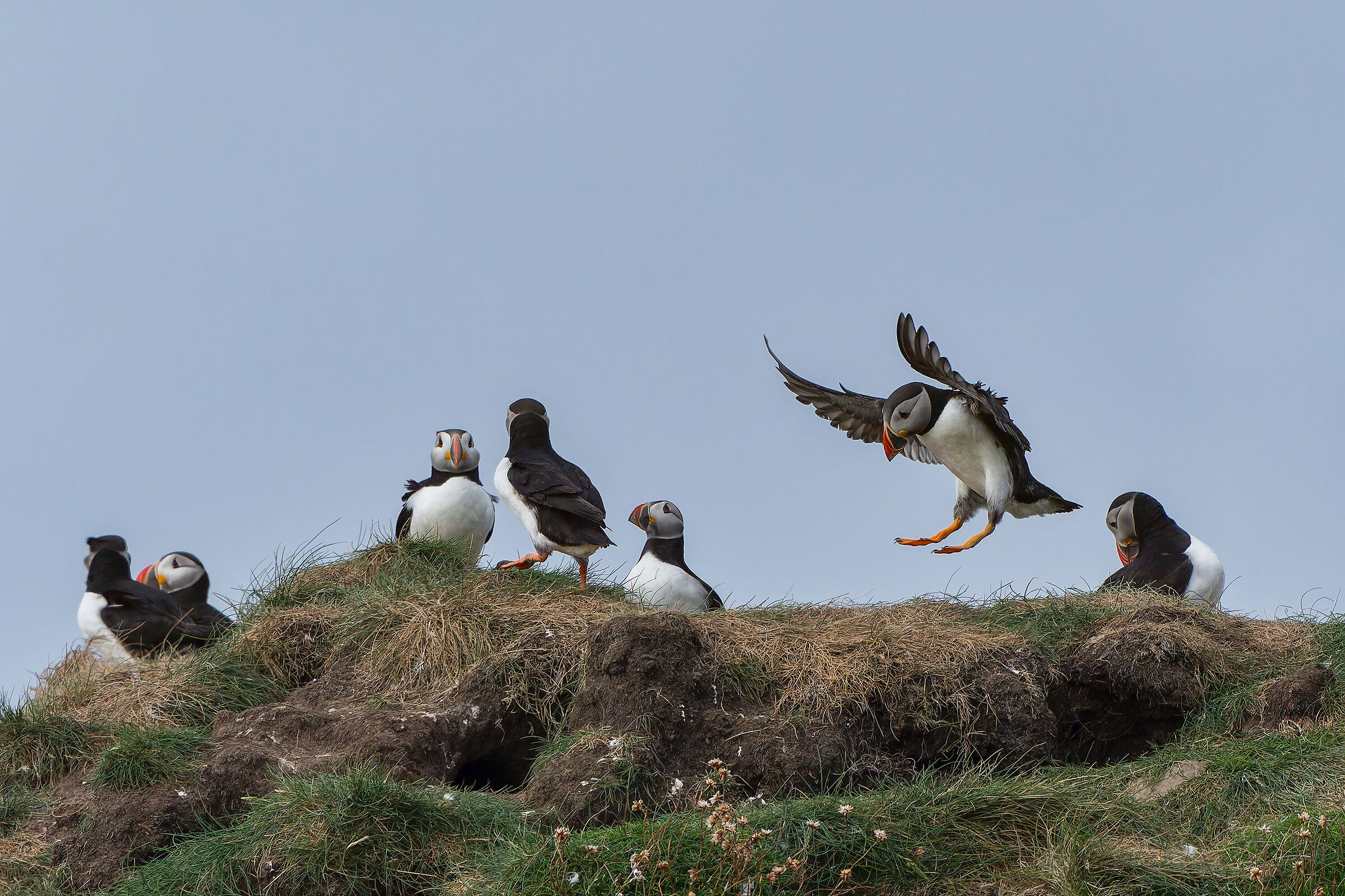 Puffin landing in the group