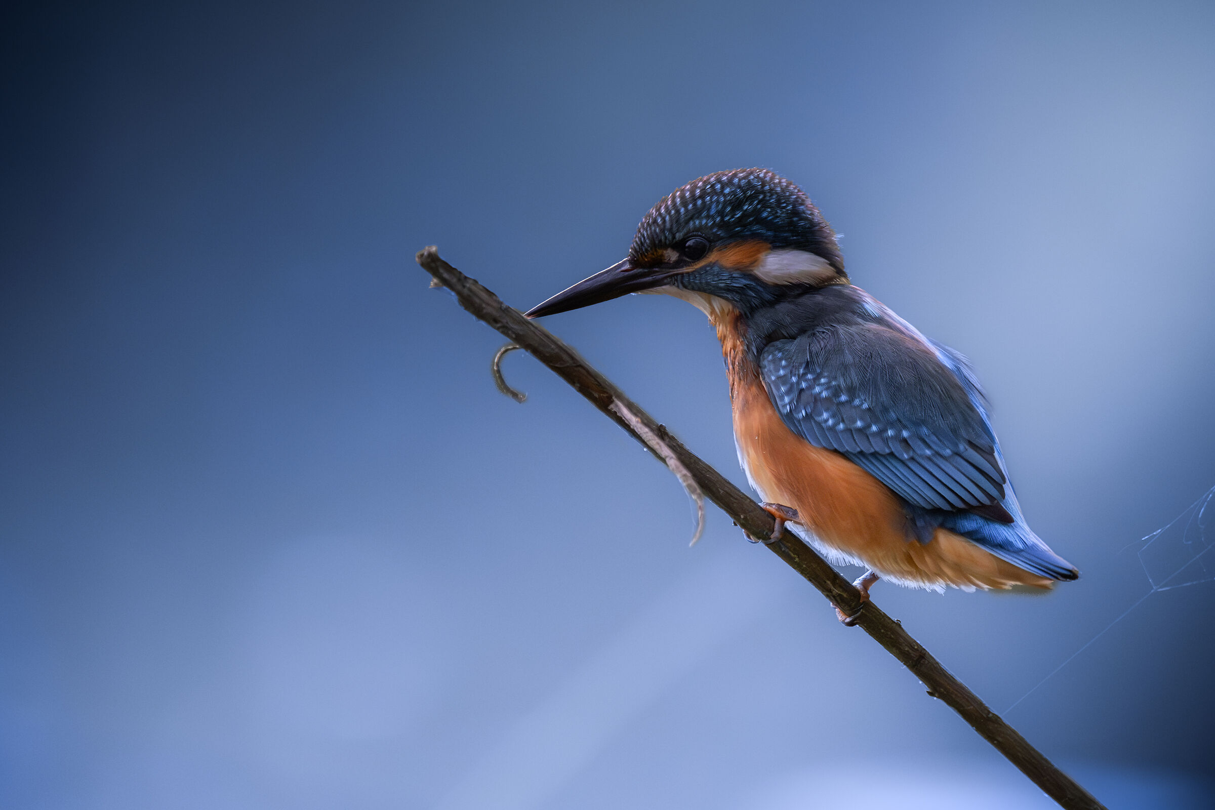 Martin Pescatore nel blu' dipinto di blu