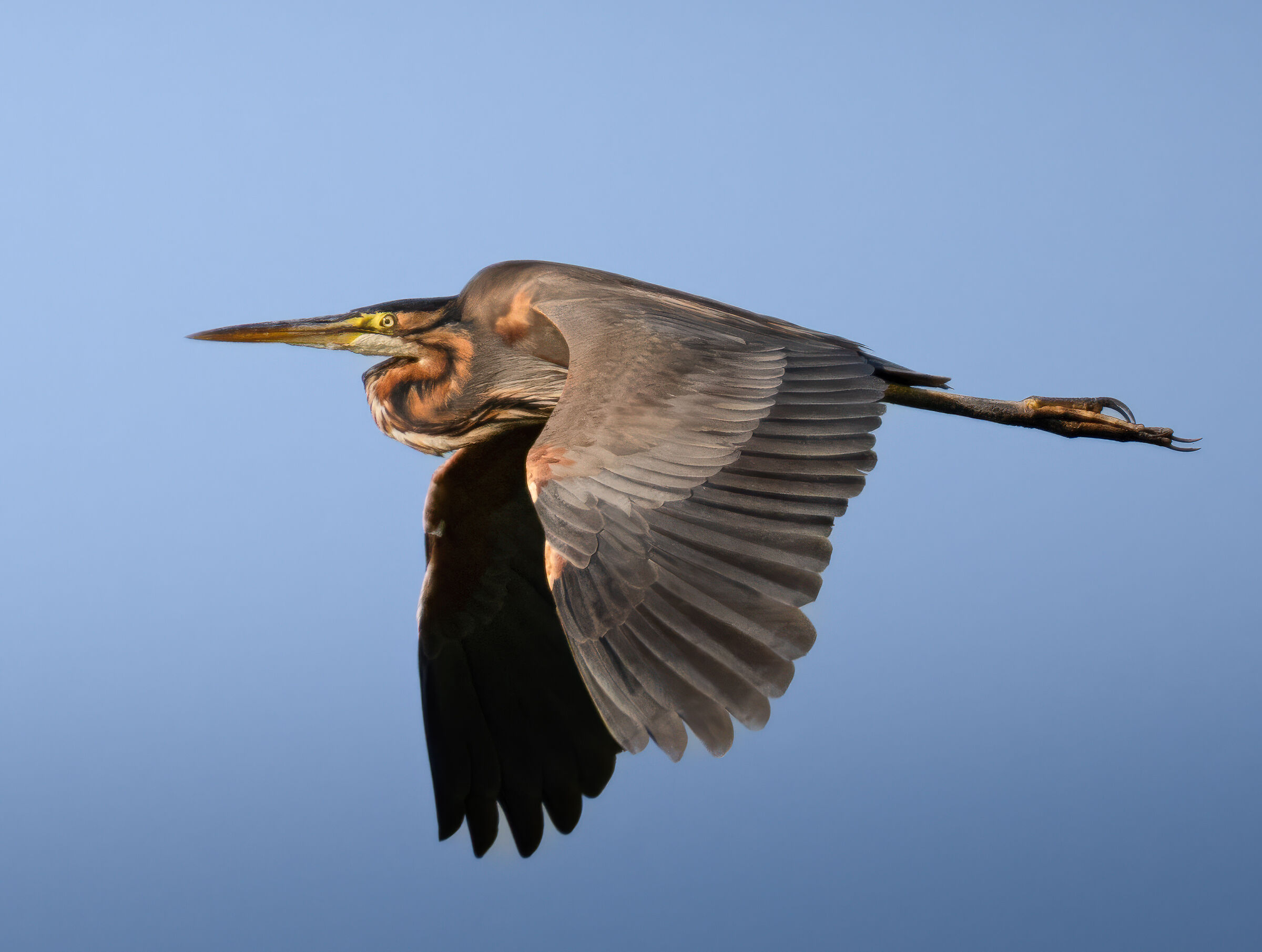 Purple Heron in flight
