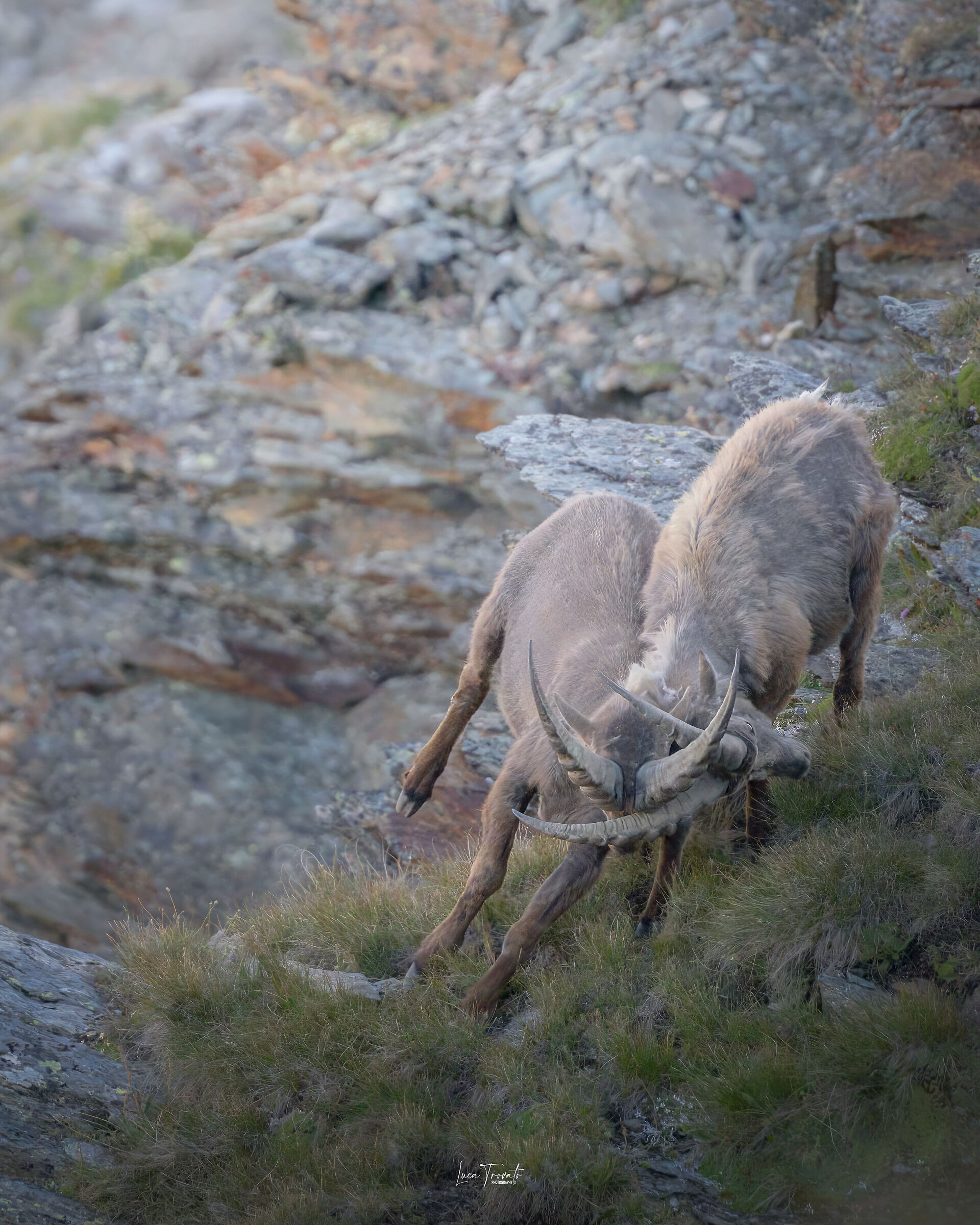Duelli in natura tra Stambecchi.