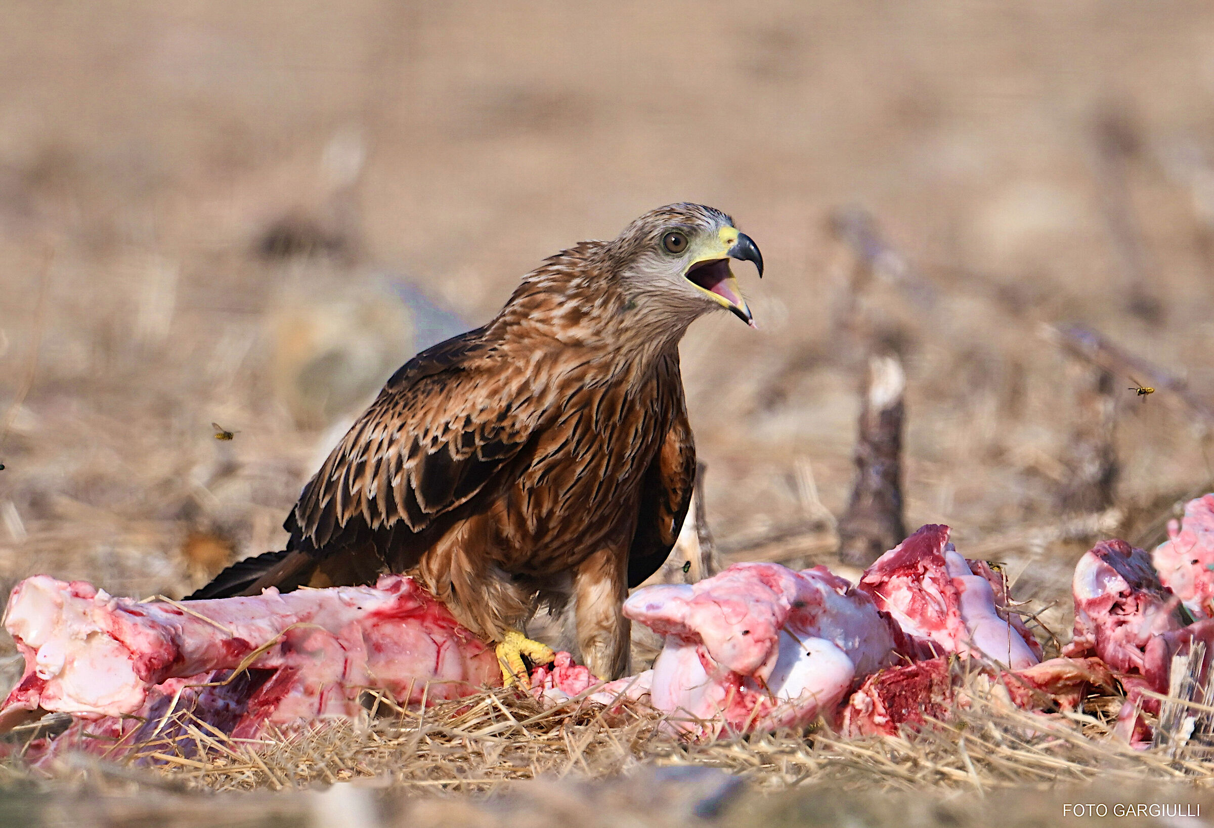 Black kite