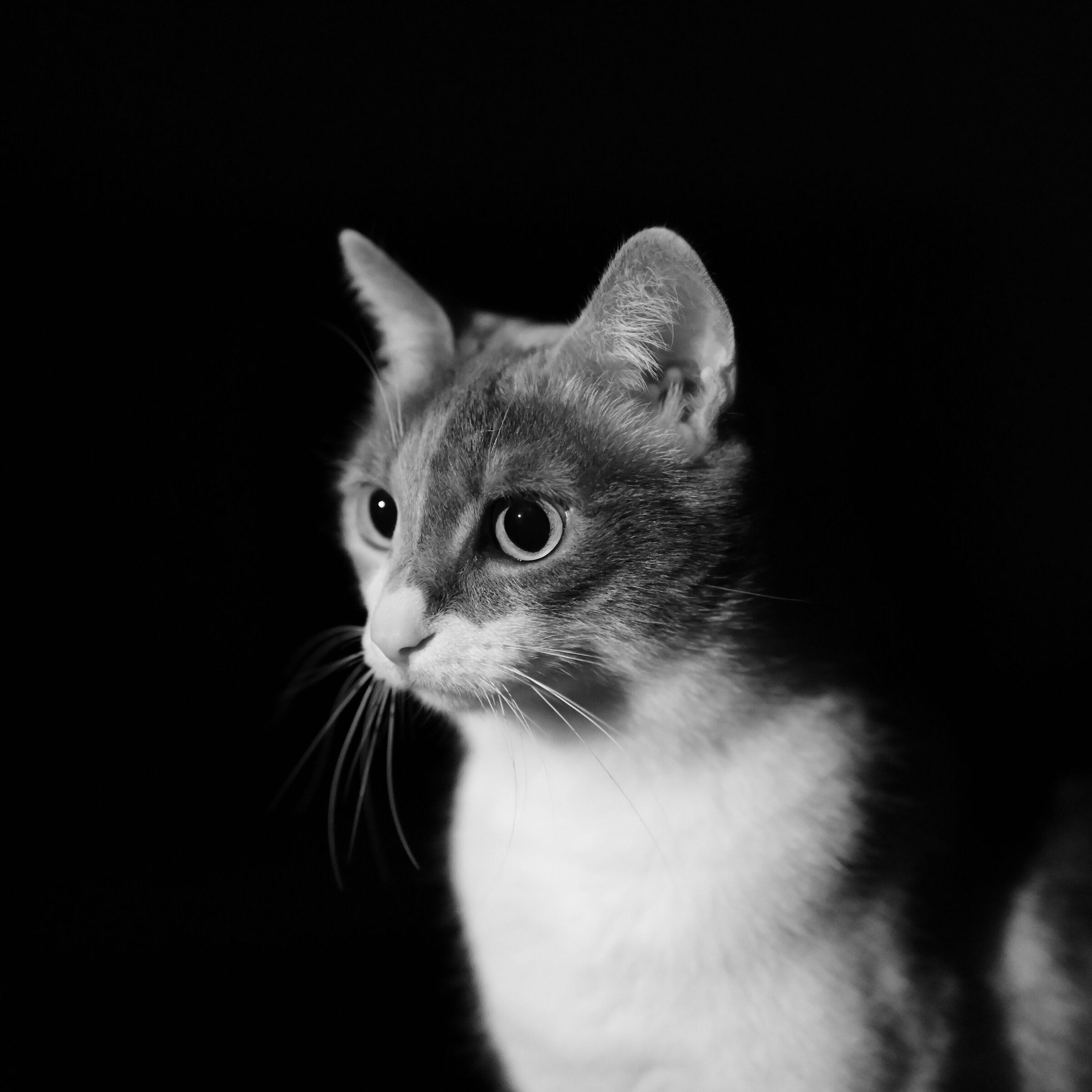 Oscurità felina