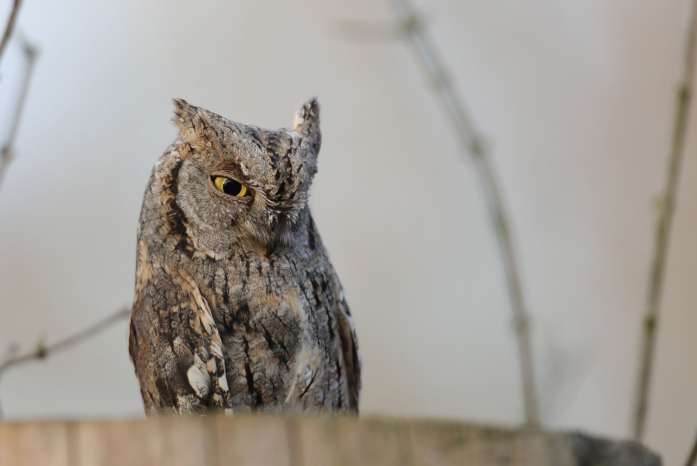 Scops owl